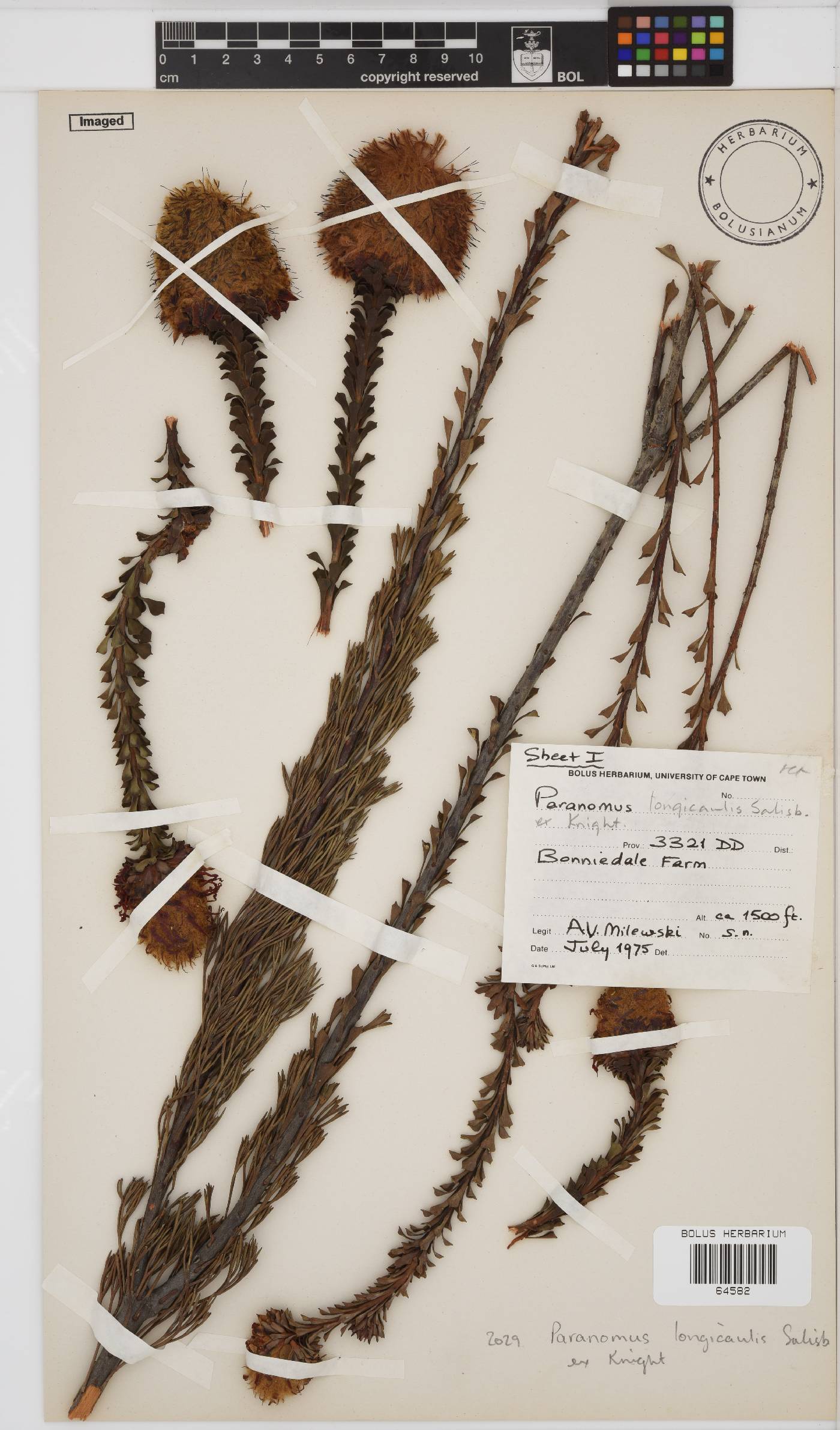 Paranomus longicaulis image