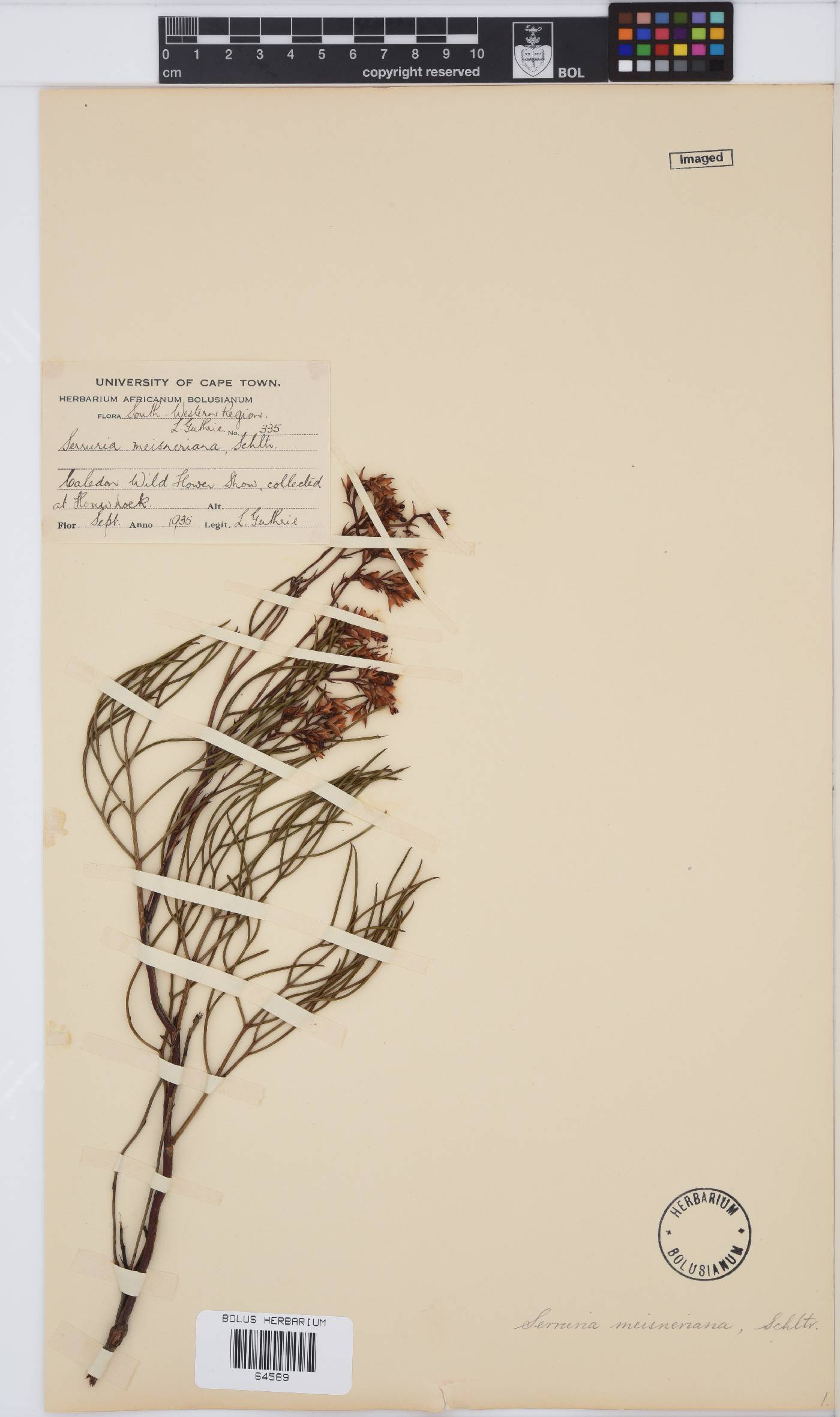 Serruria meisneriana image