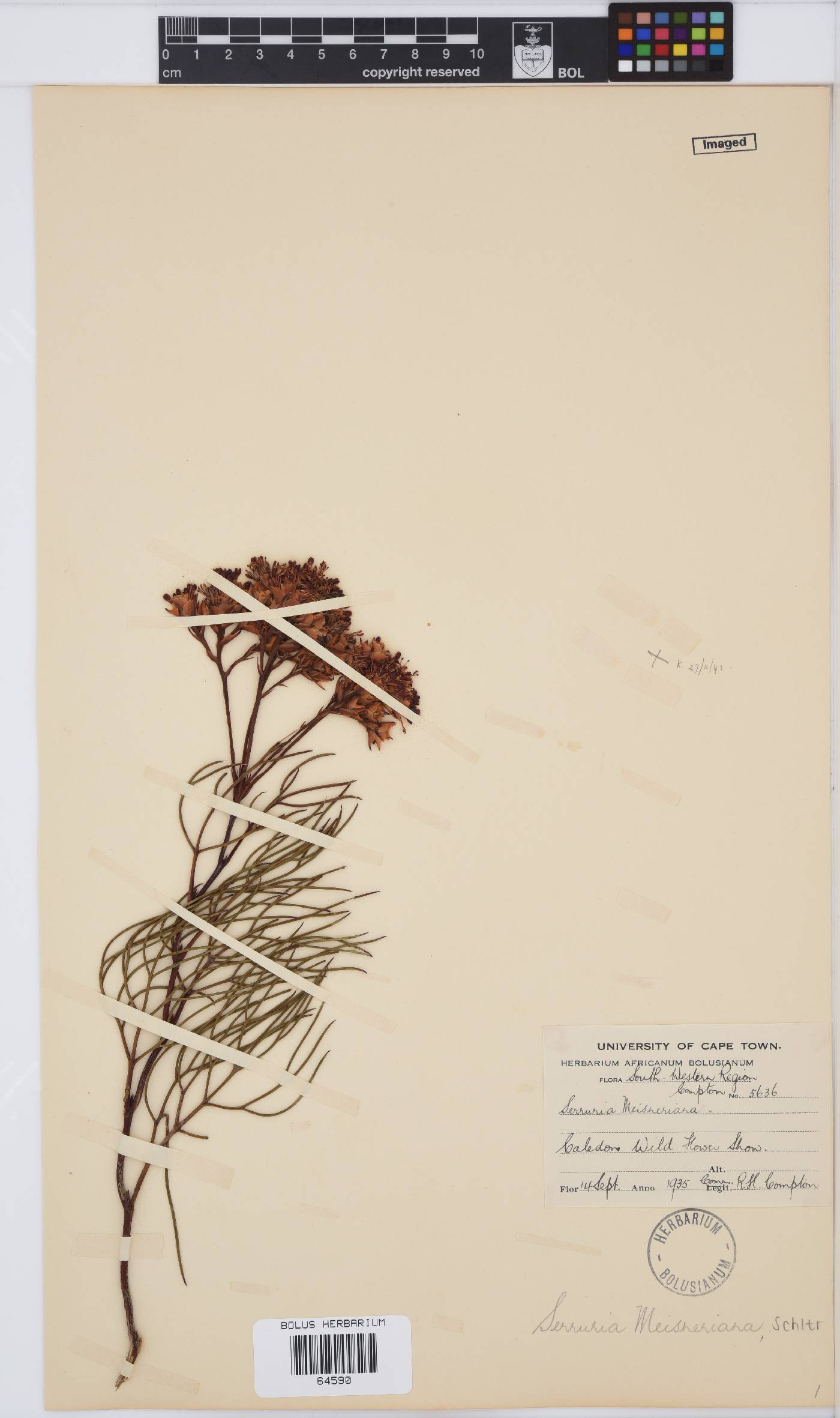 Serruria meisneriana image