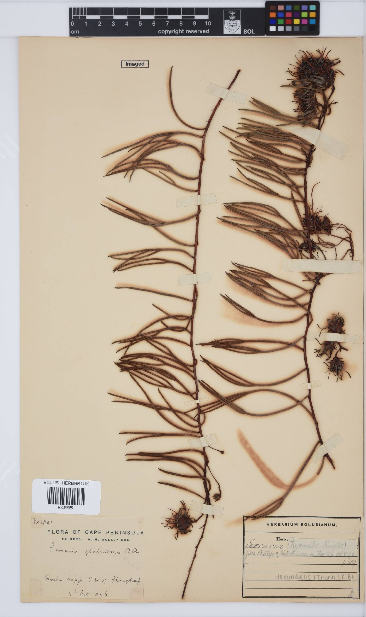 Serruria decumbens image