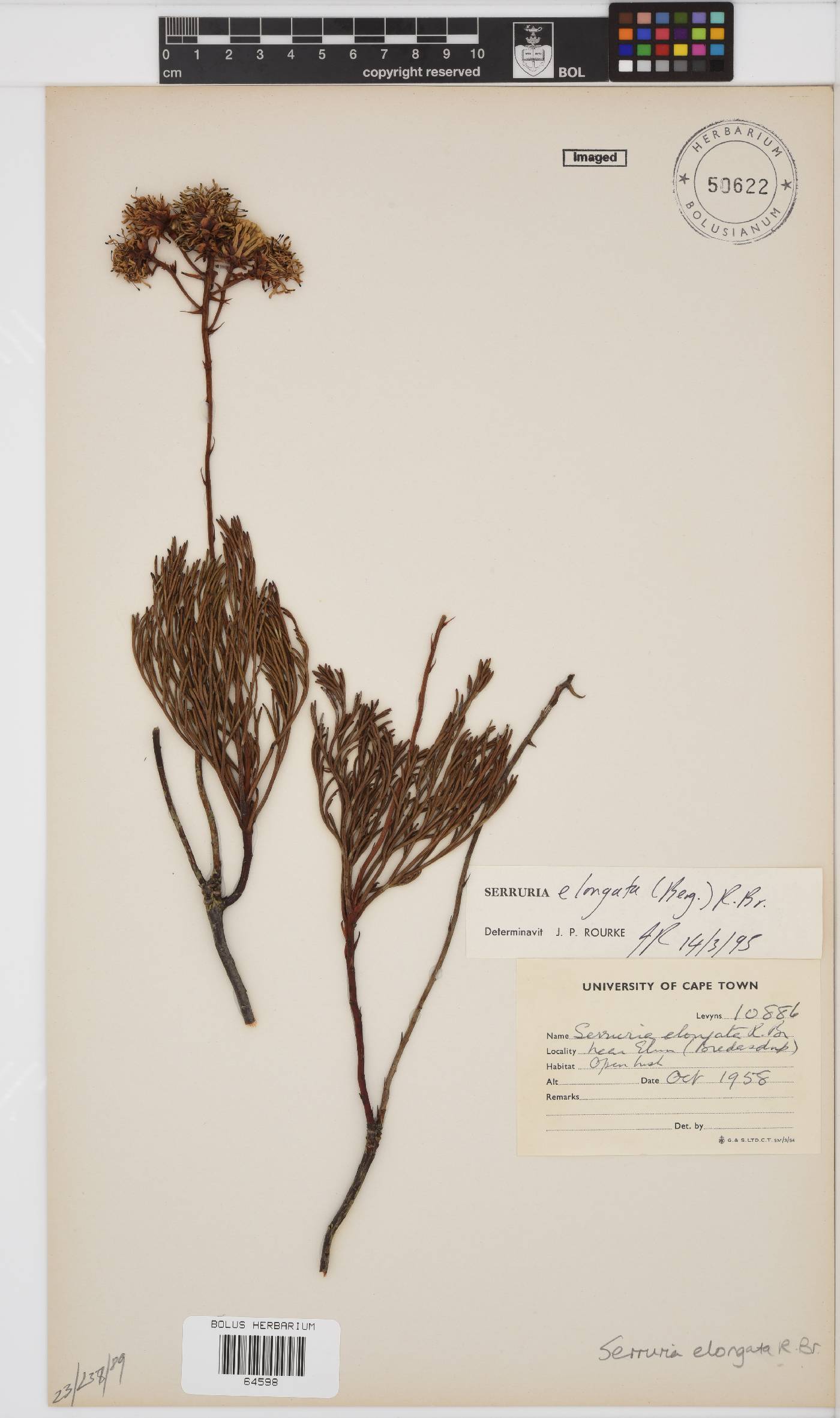 Serruria elongata image