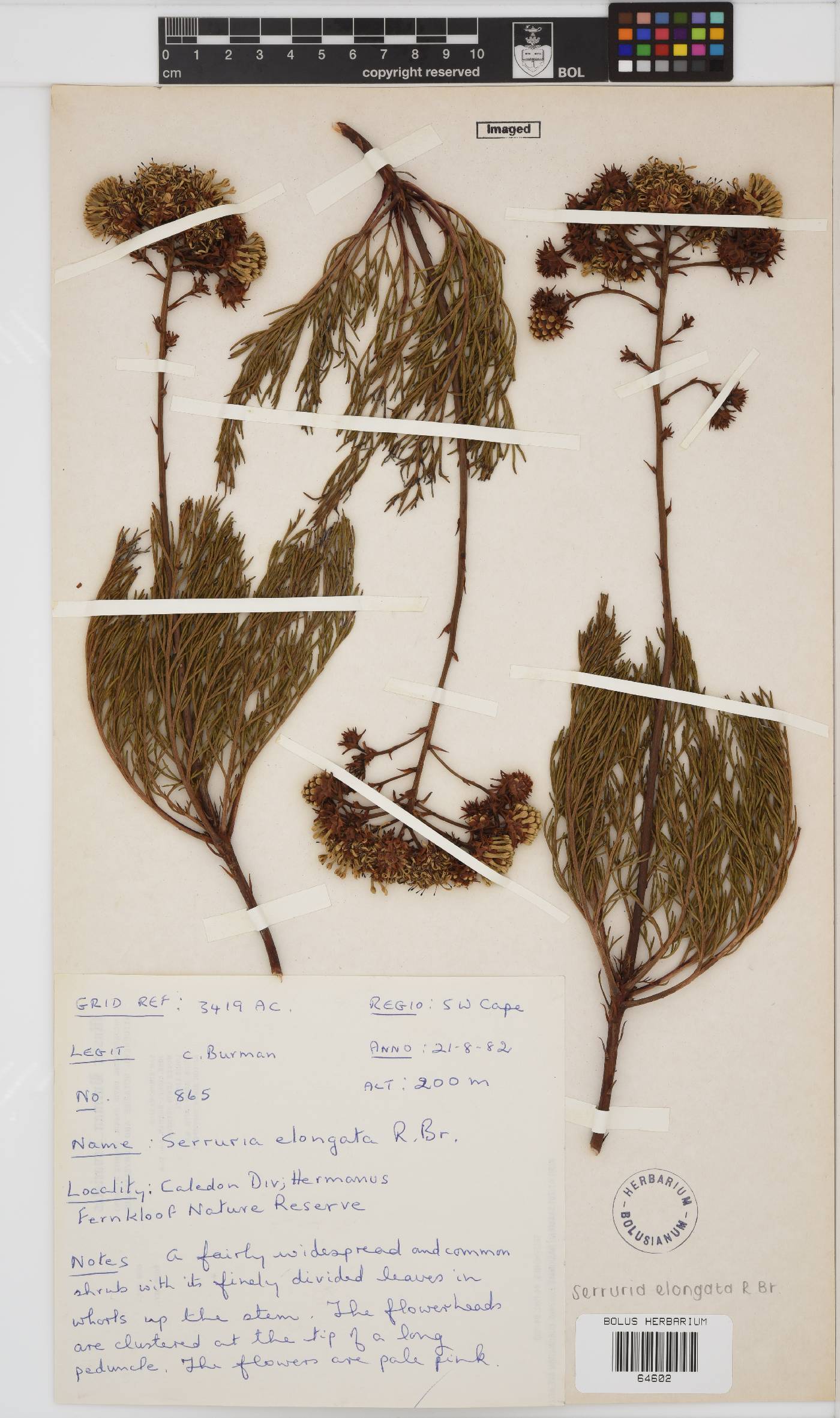 Serruria elongata image
