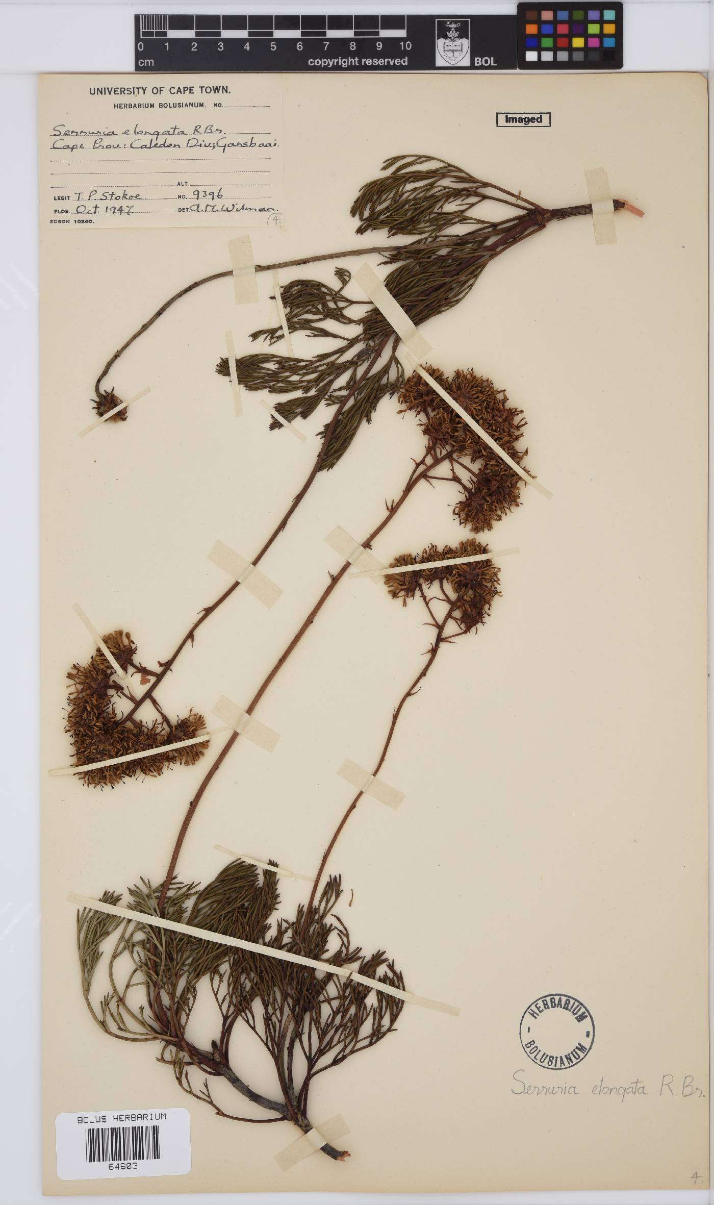 Serruria elongata image