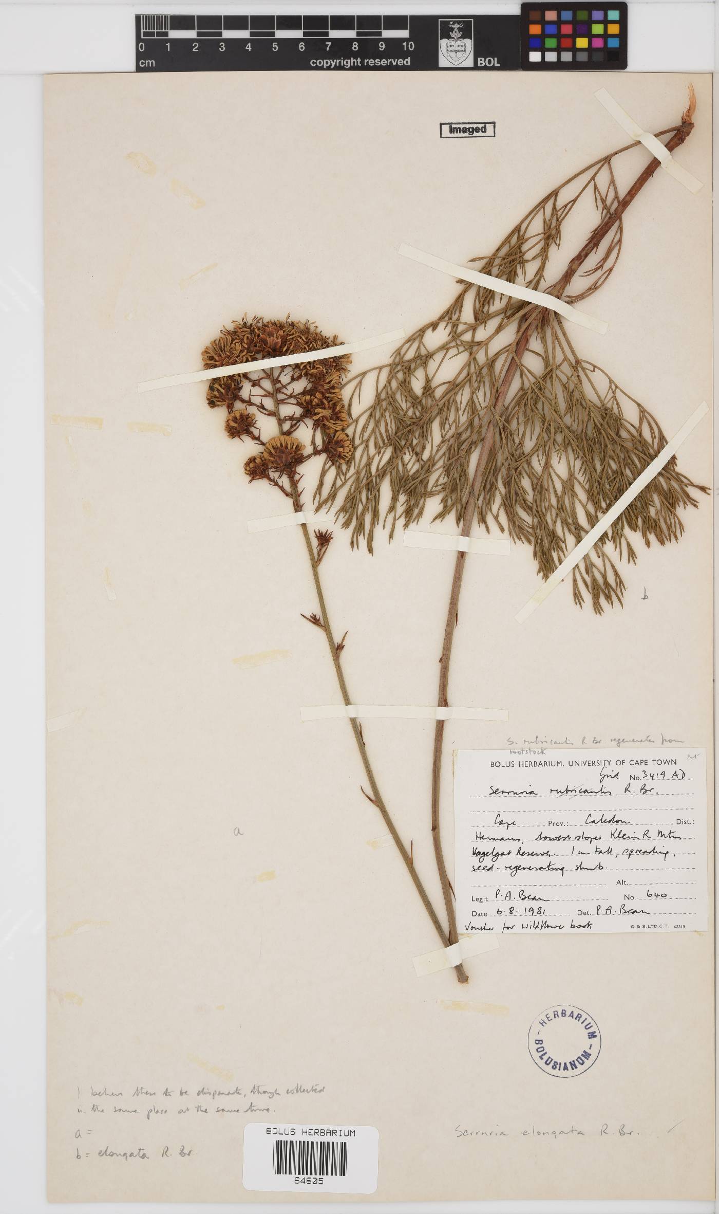 Serruria elongata image