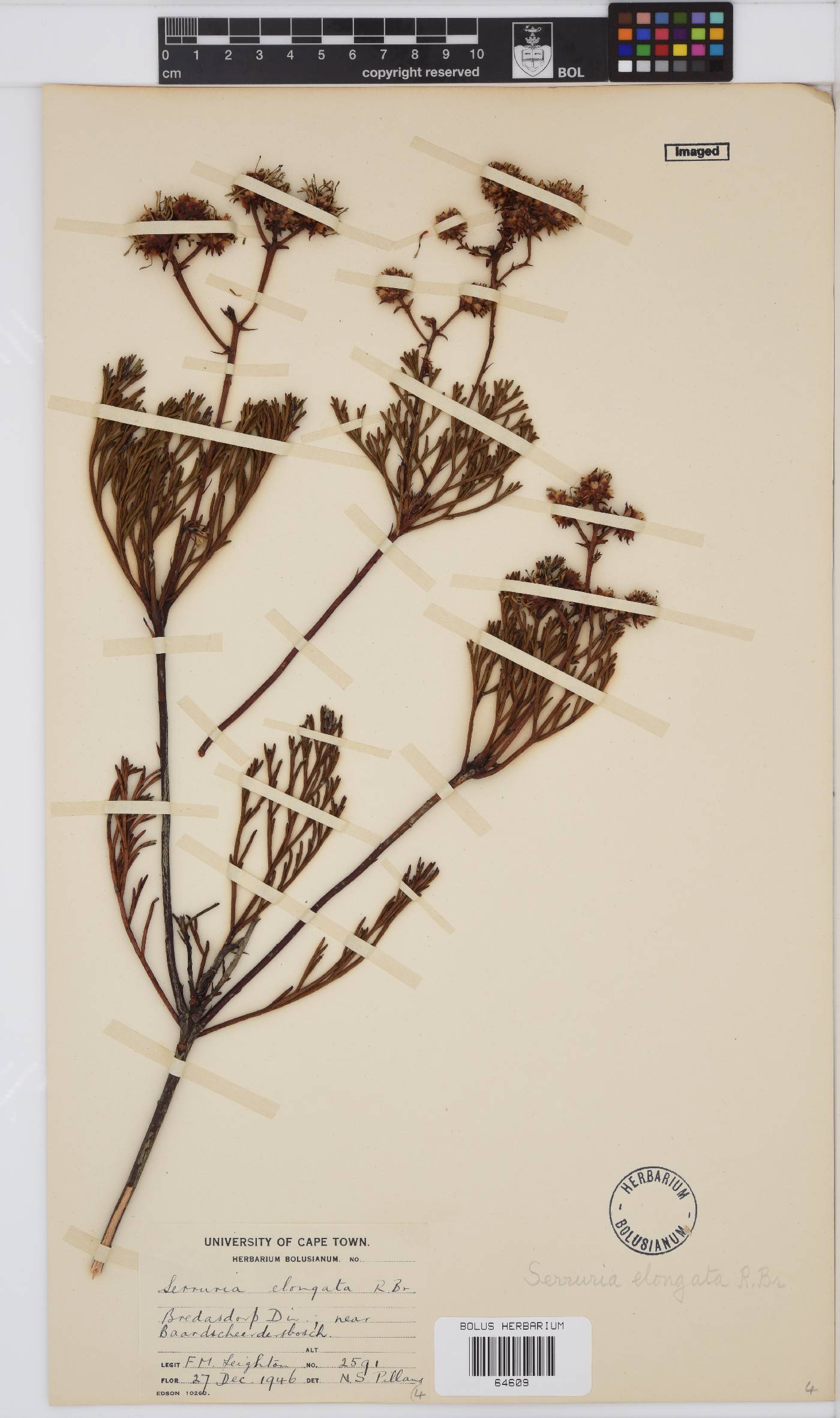 Serruria elongata image