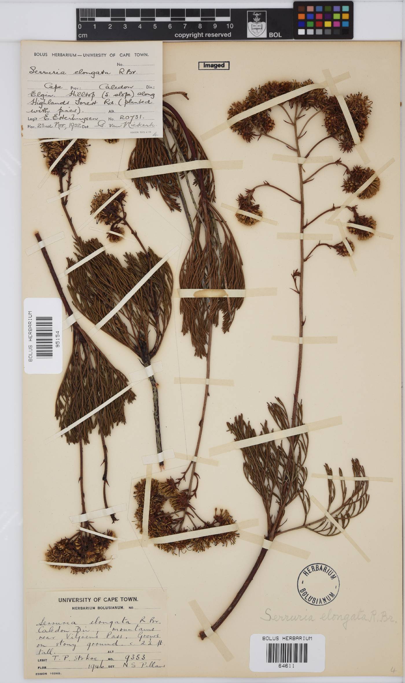 Serruria elongata image