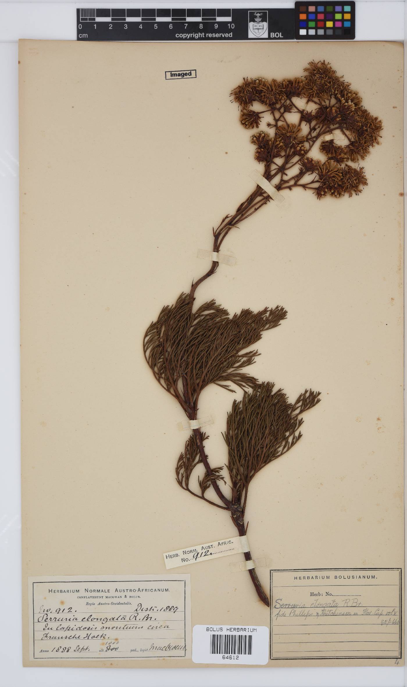 Serruria elongata image