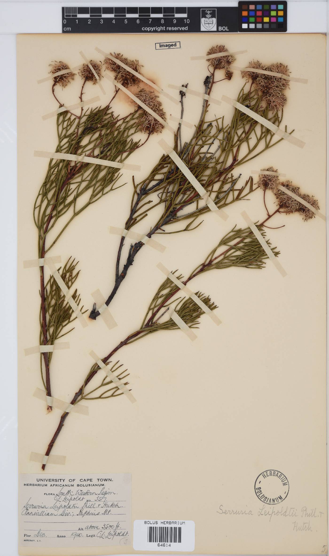 Serruria leipoldtii image