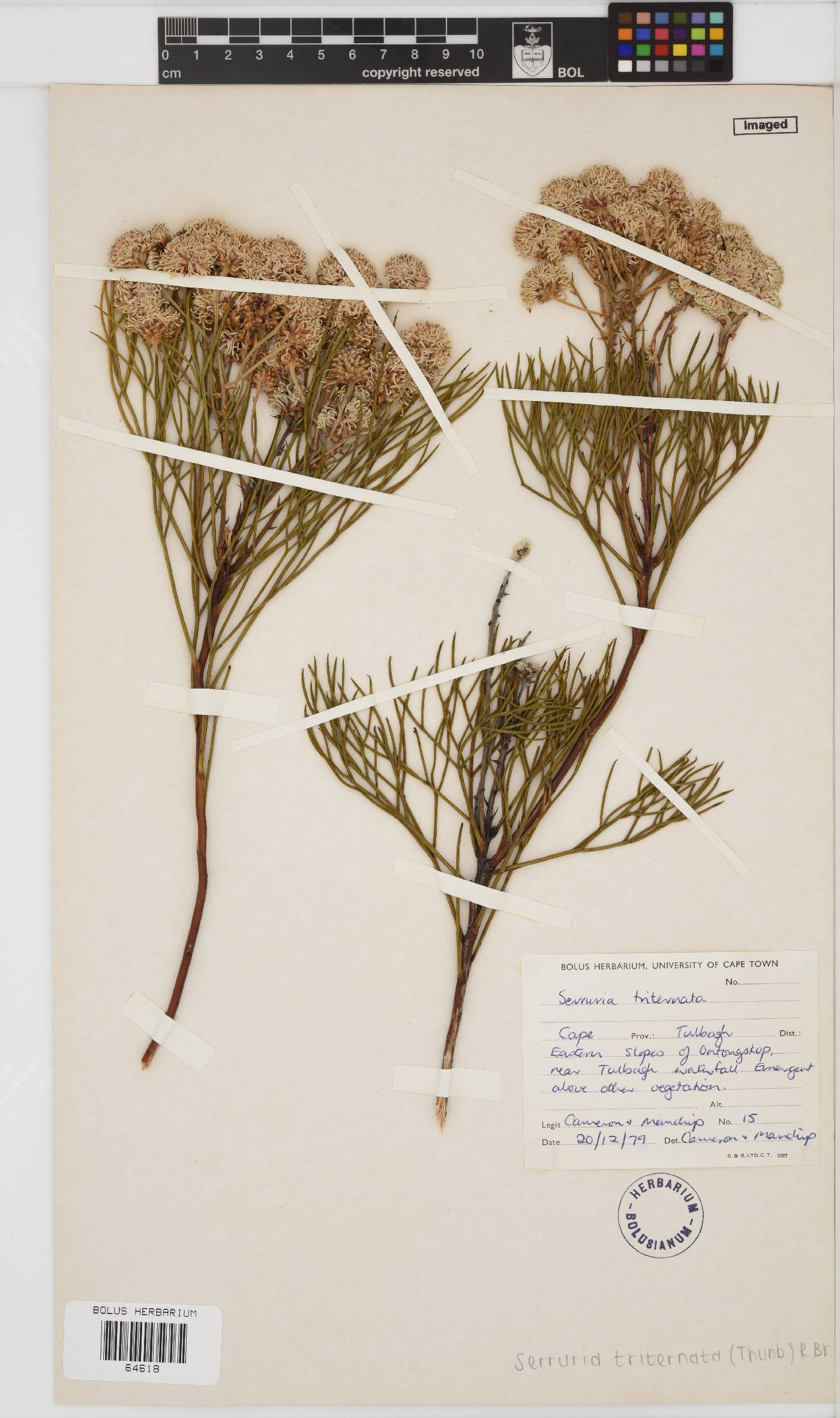 Serruria triternata image