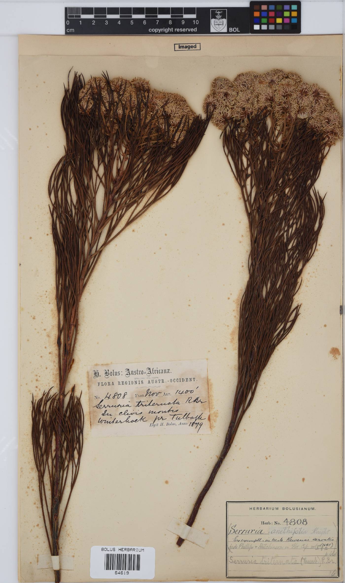 Serruria triternata image