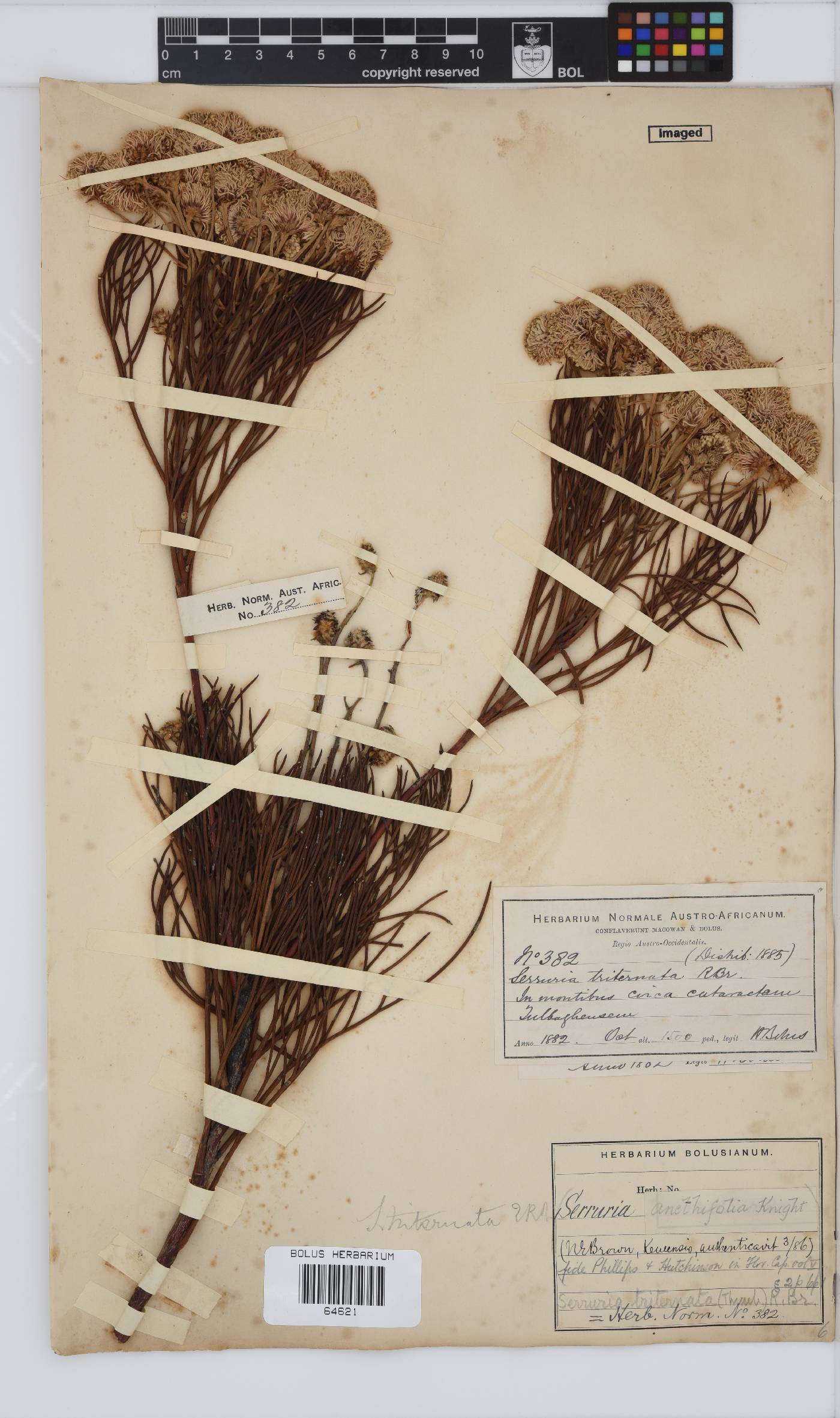 Serruria triternata image