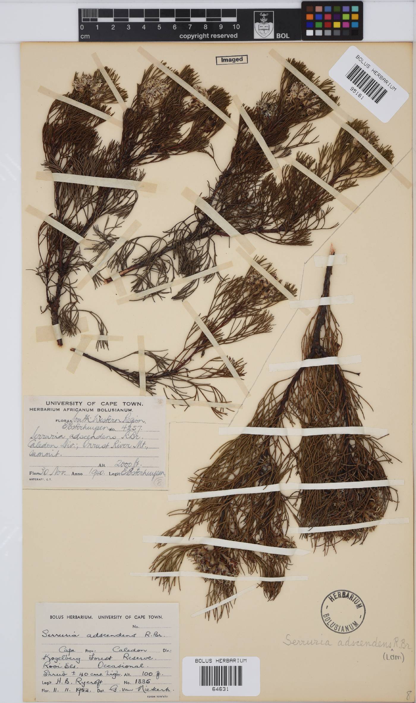 Serruria adscendens image