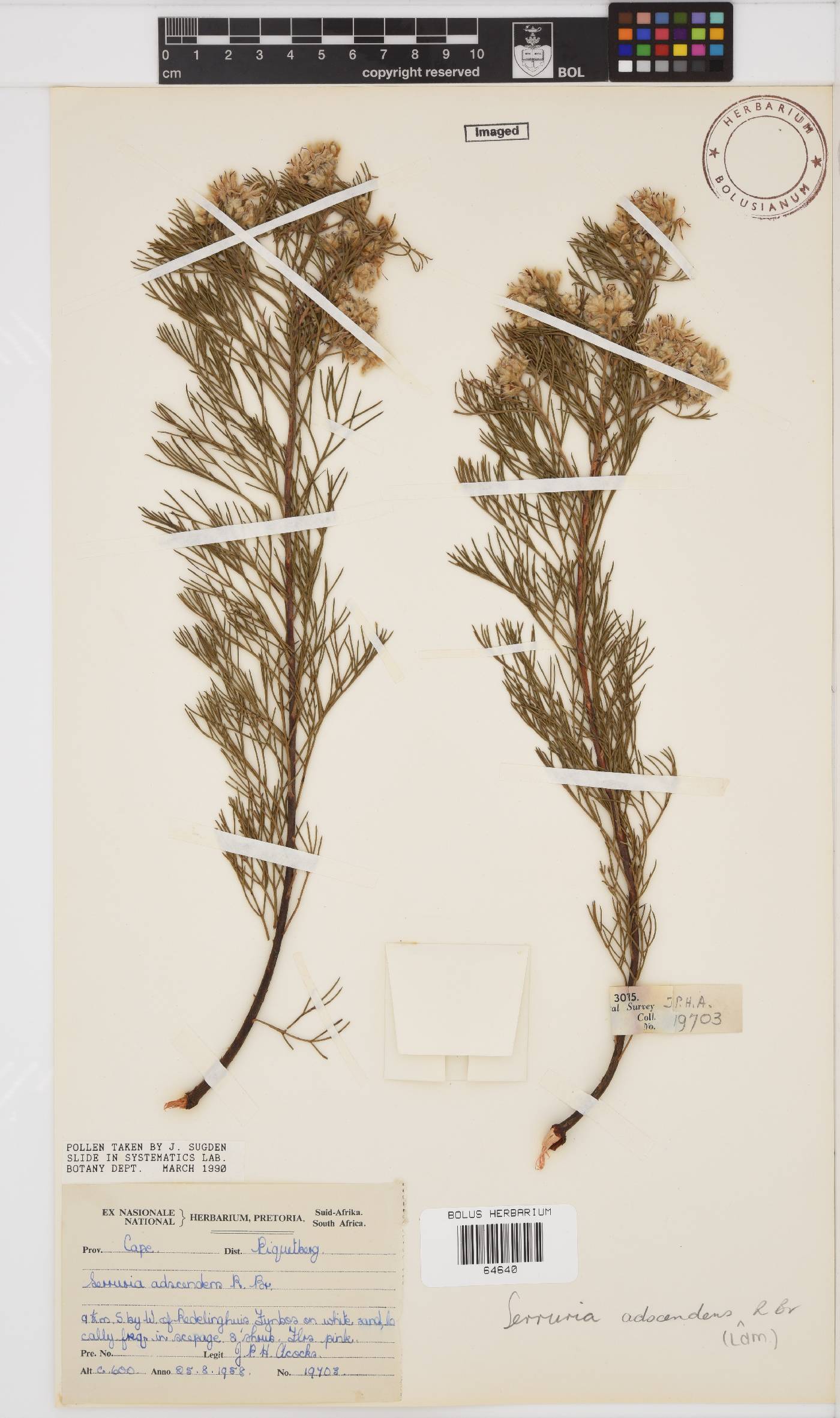 Serruria adscendens image