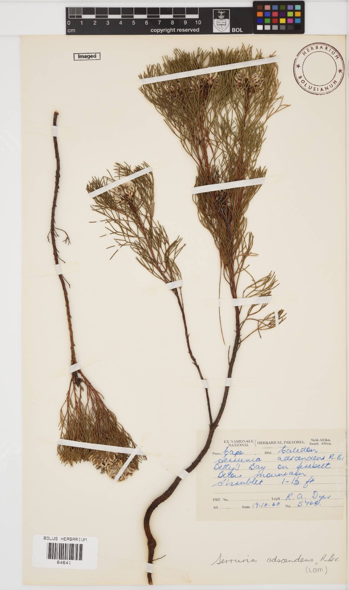 Serruria adscendens image