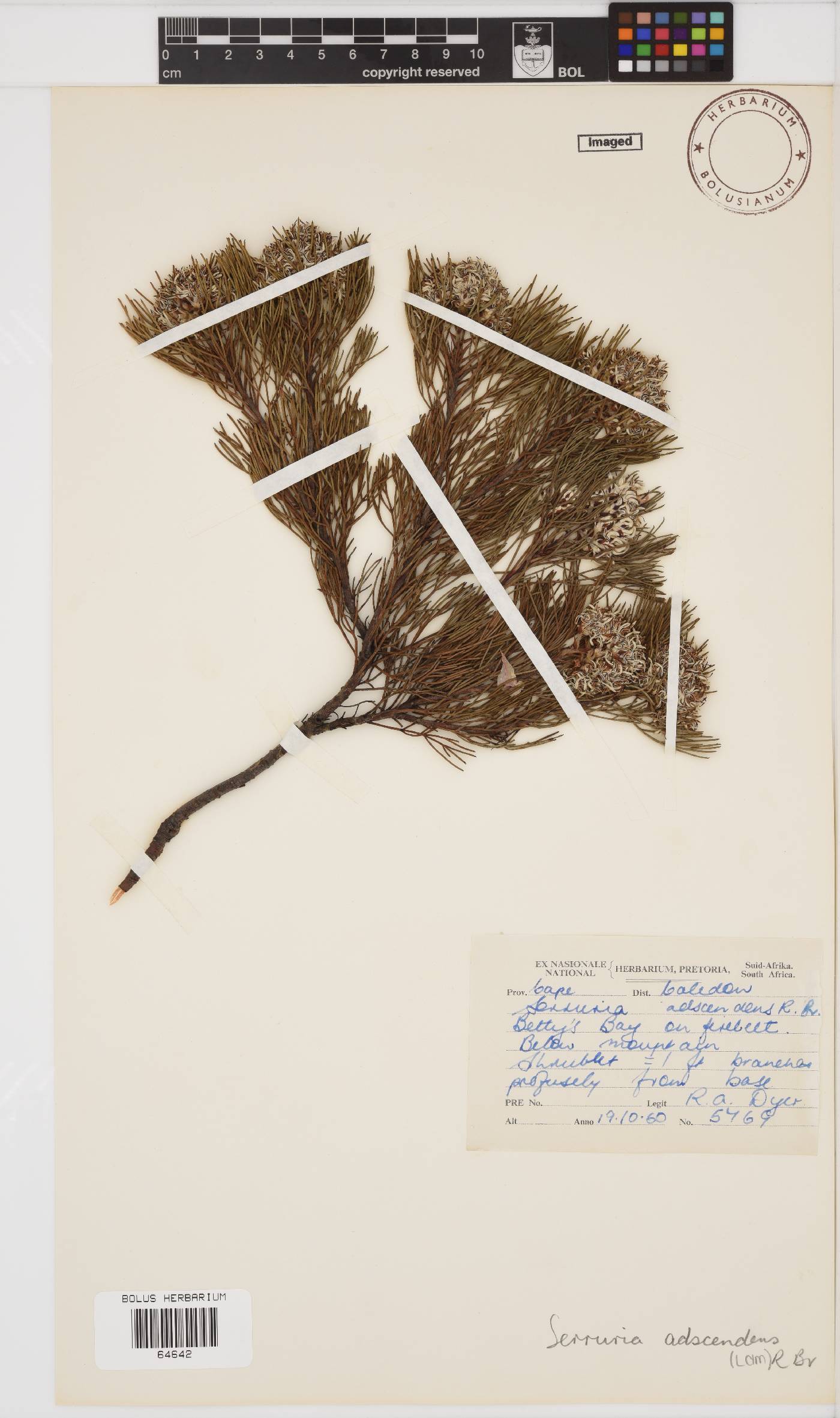 Serruria adscendens image