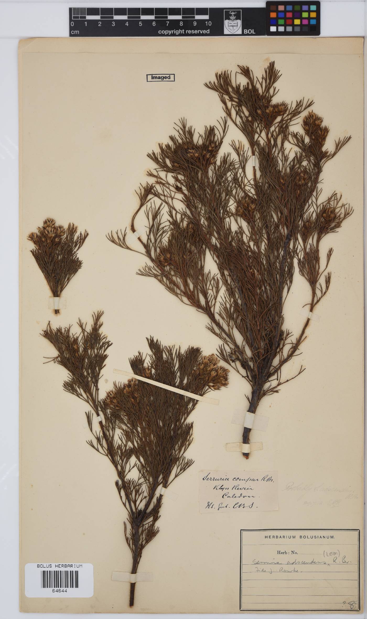 Serruria adscendens image