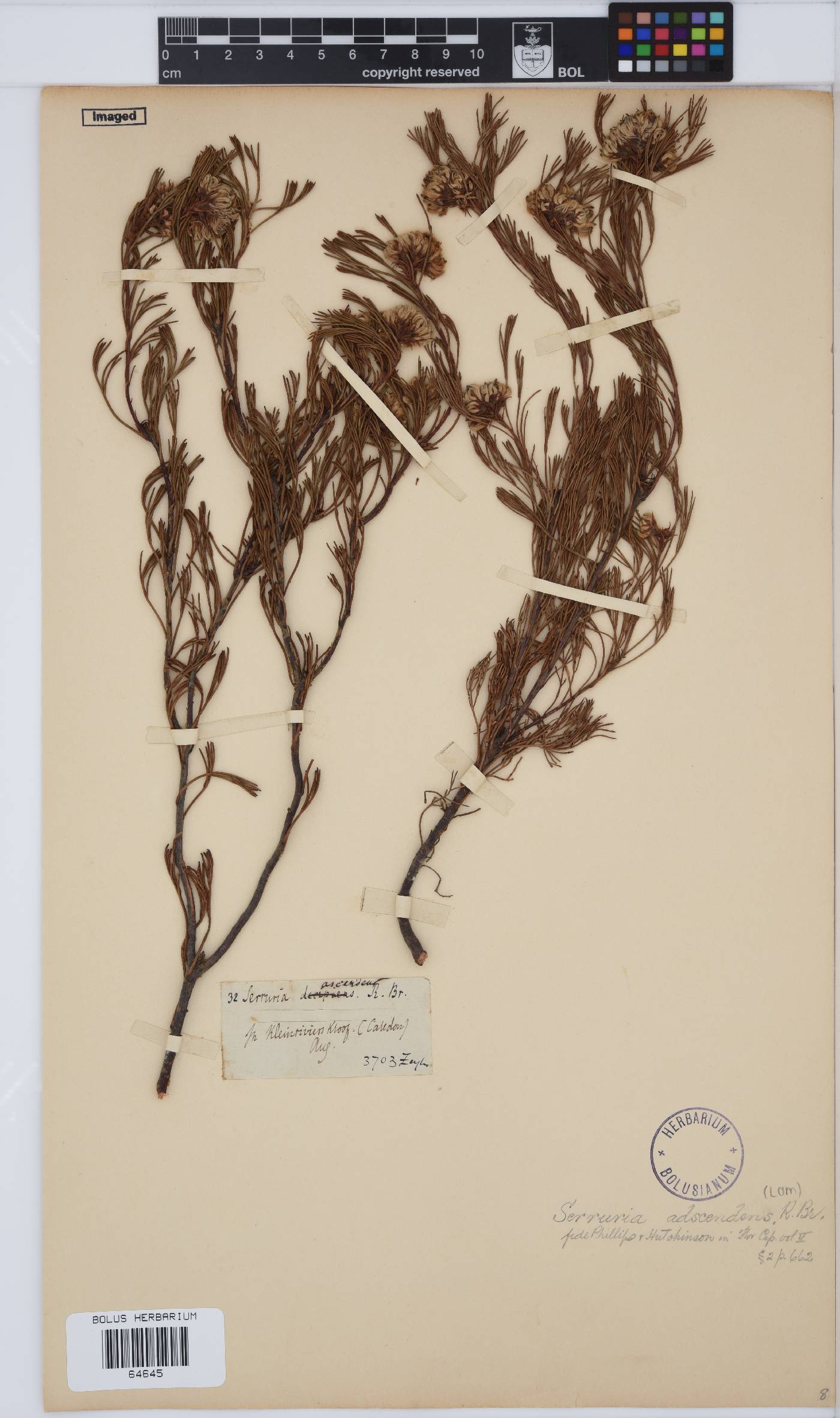 Serruria adscendens image