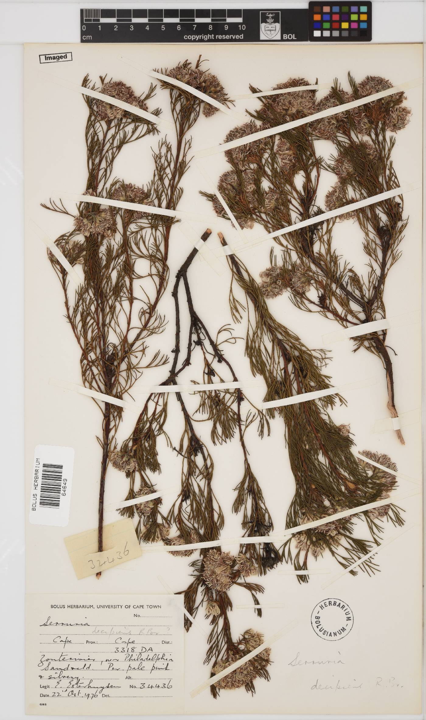 Serruria decipiens image
