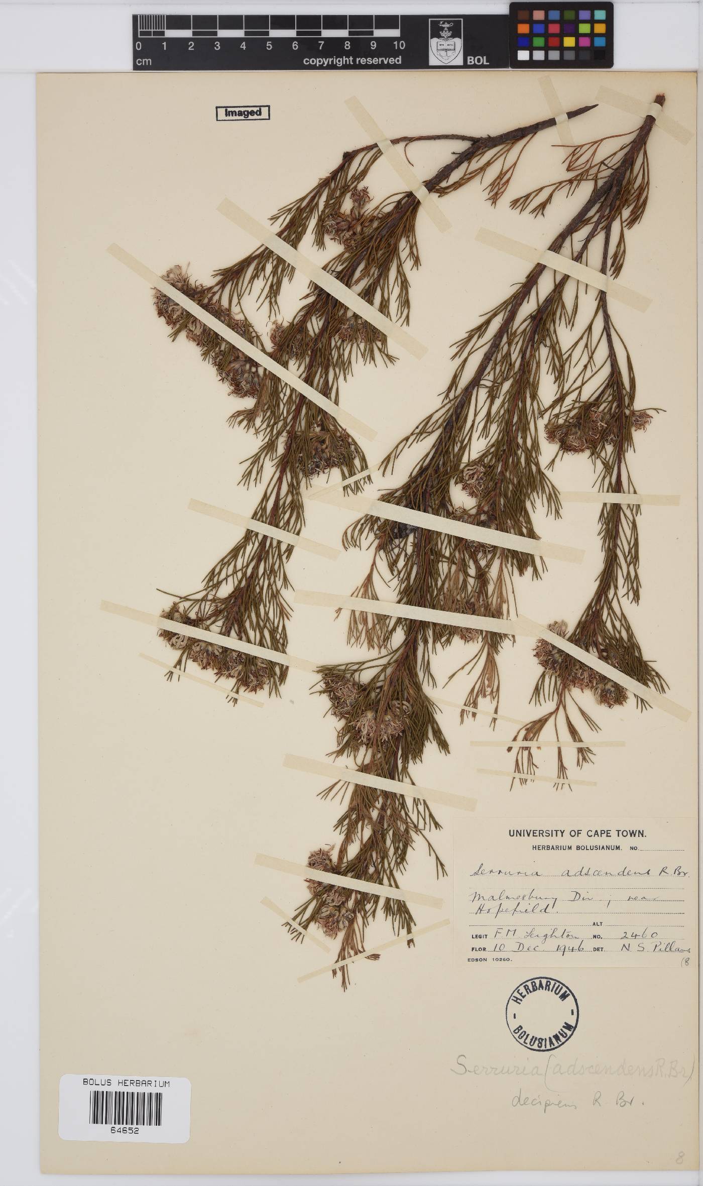 Serruria decipiens image