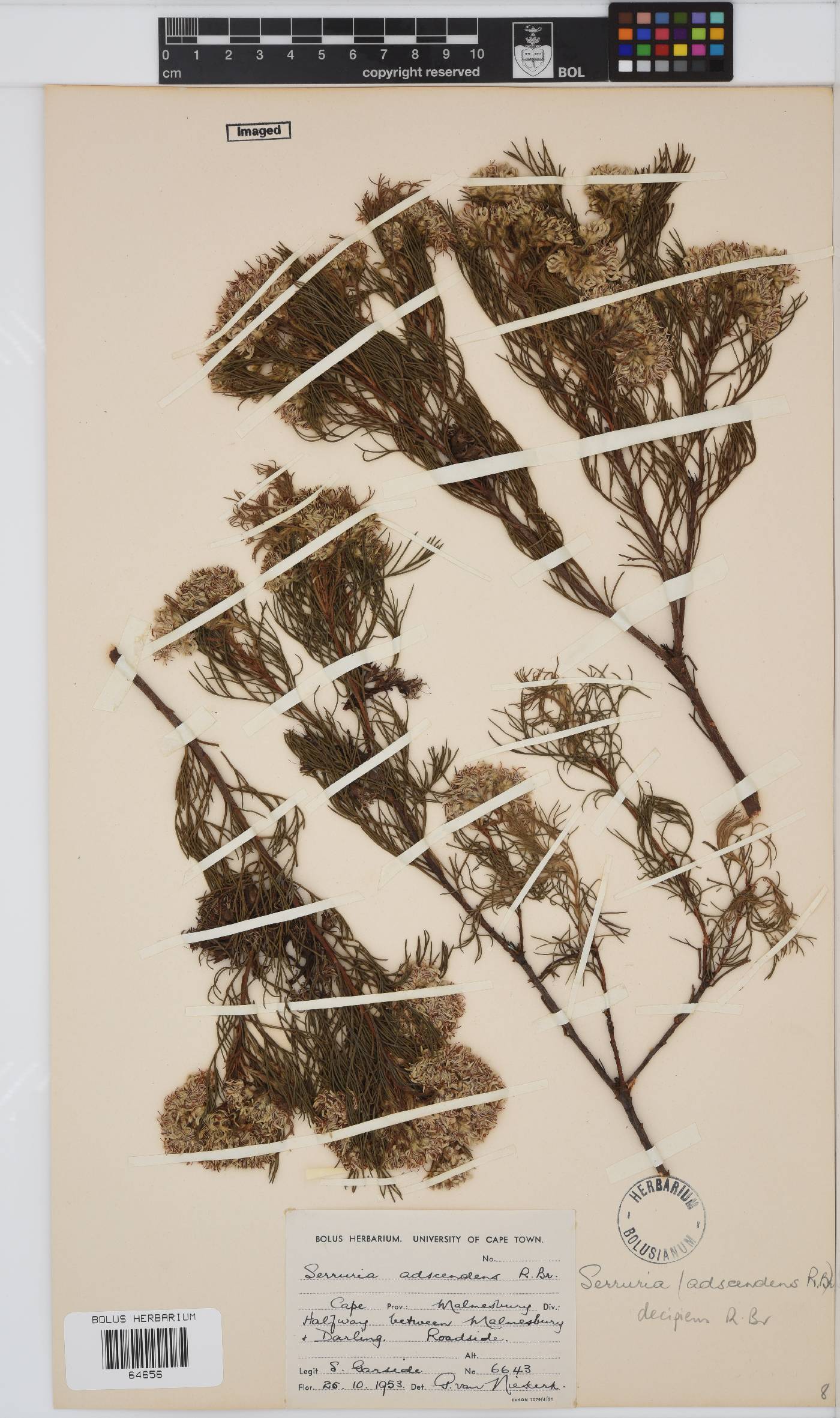 Serruria decipiens image