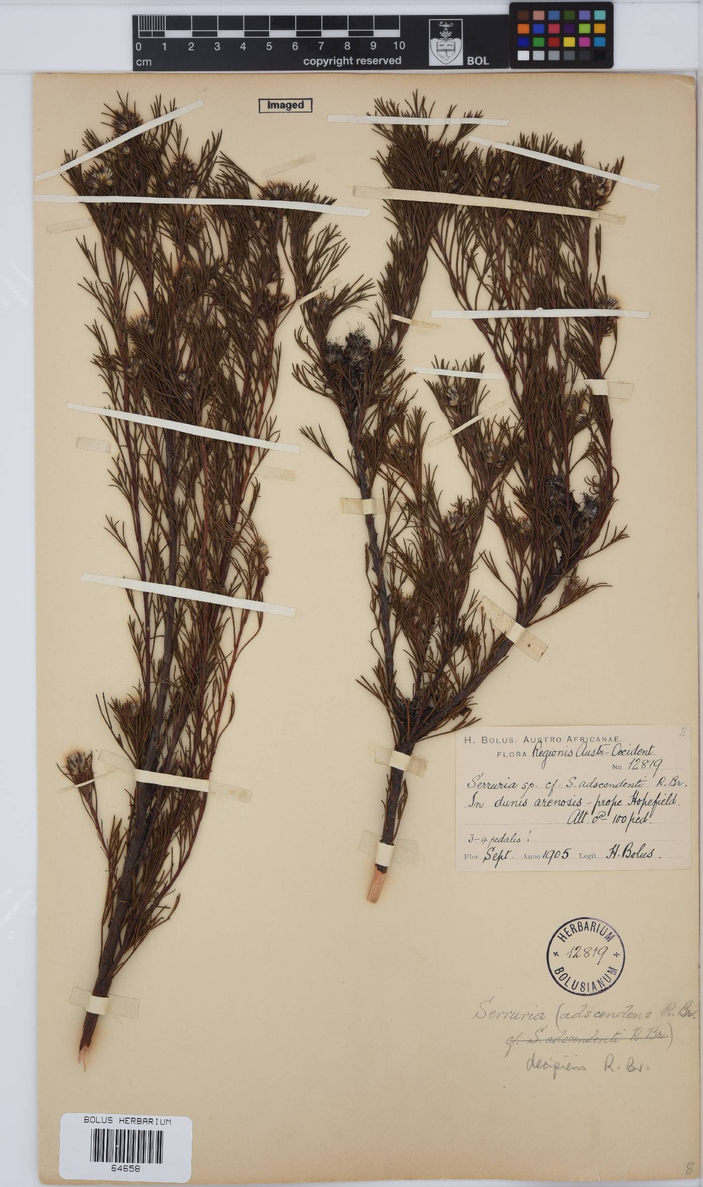 Serruria decipiens image