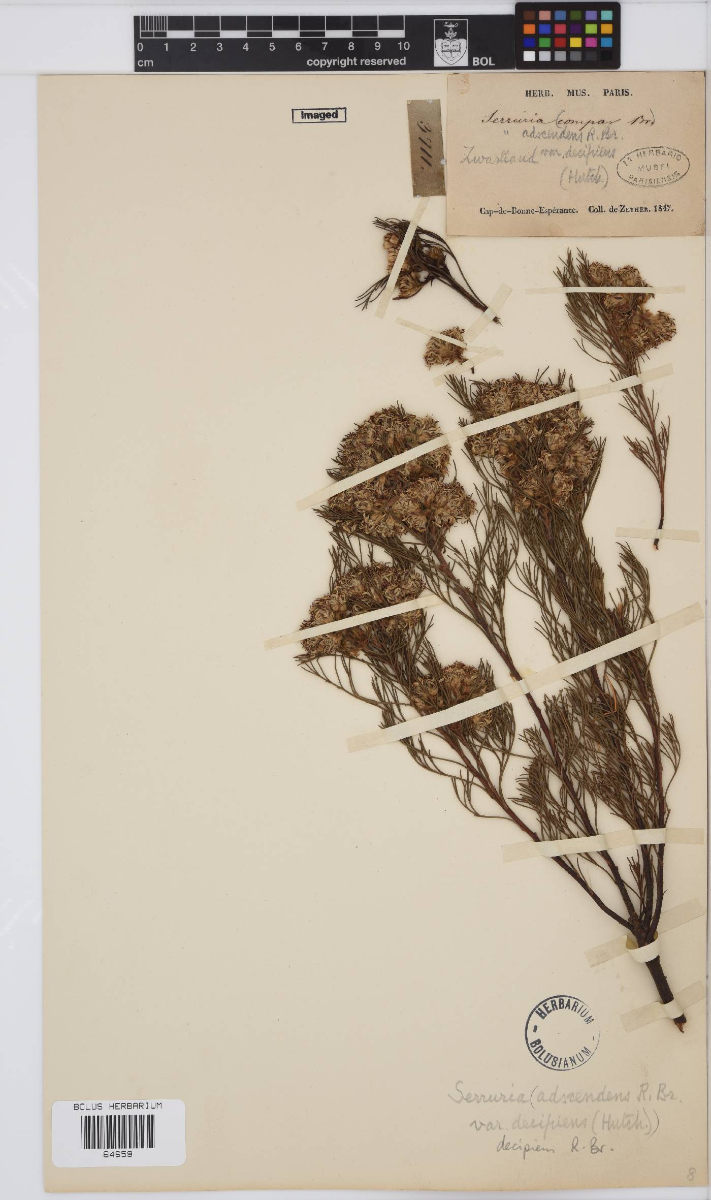 Serruria decipiens image