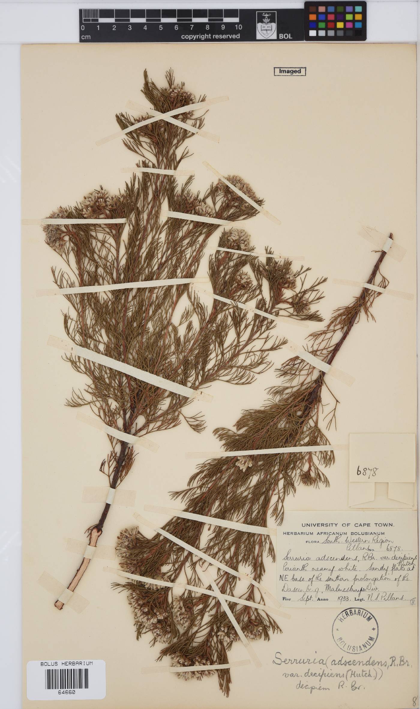 Serruria decipiens image