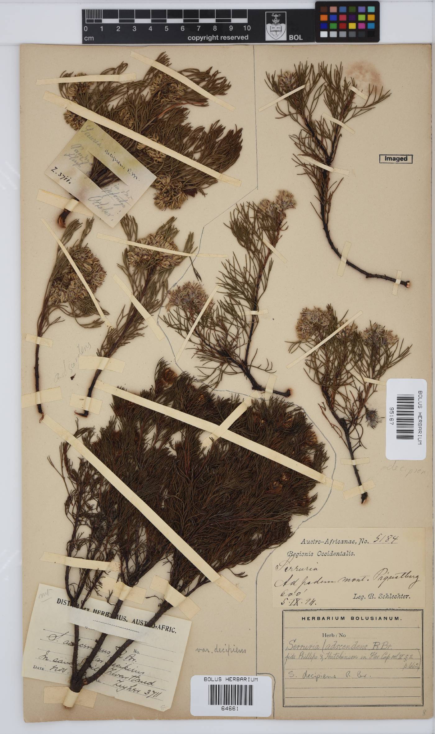 Serruria decipiens image