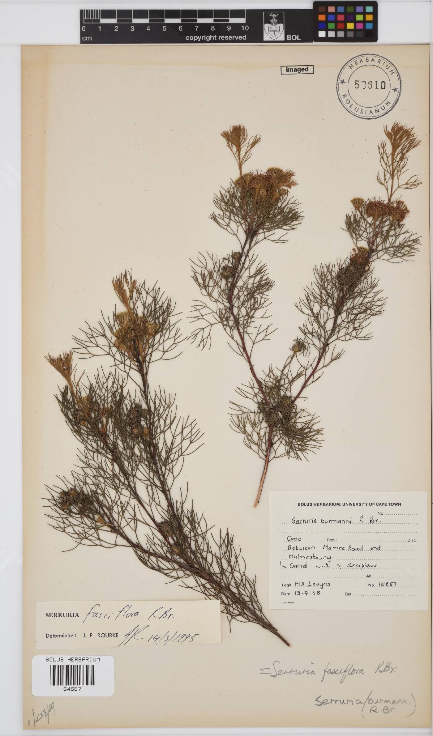 Serruria fasciflora image