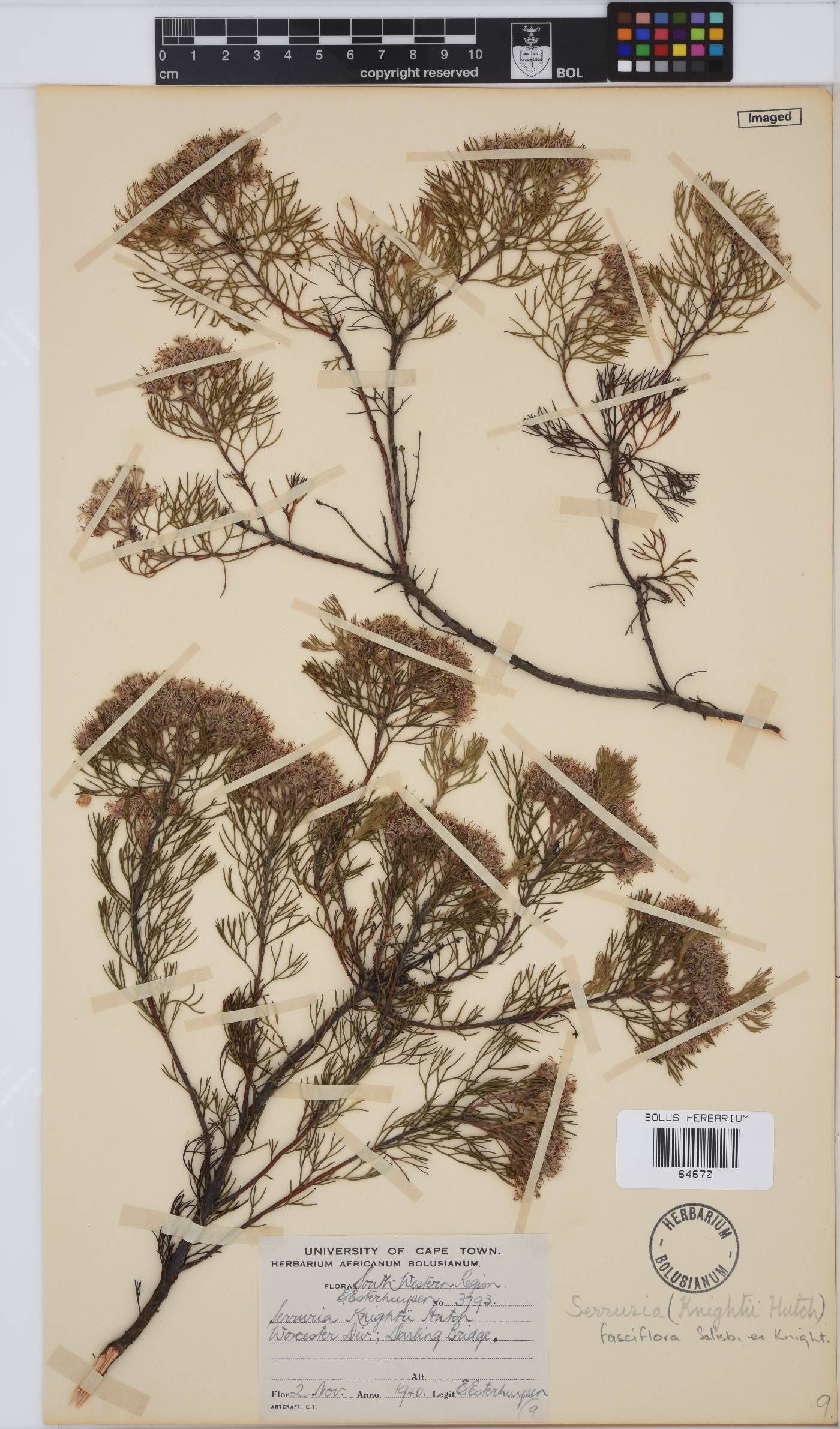Serruria fasciflora image