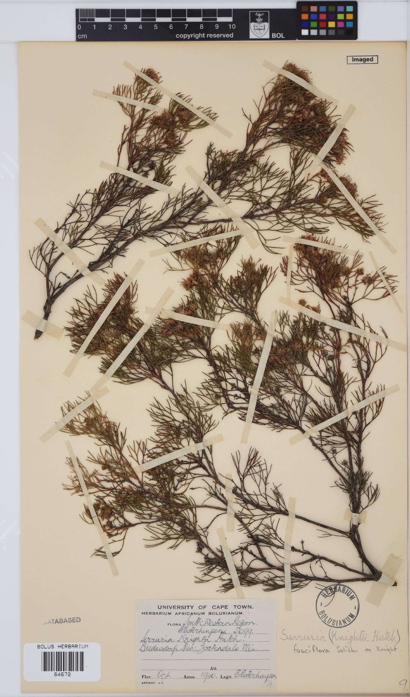 Serruria fasciflora image