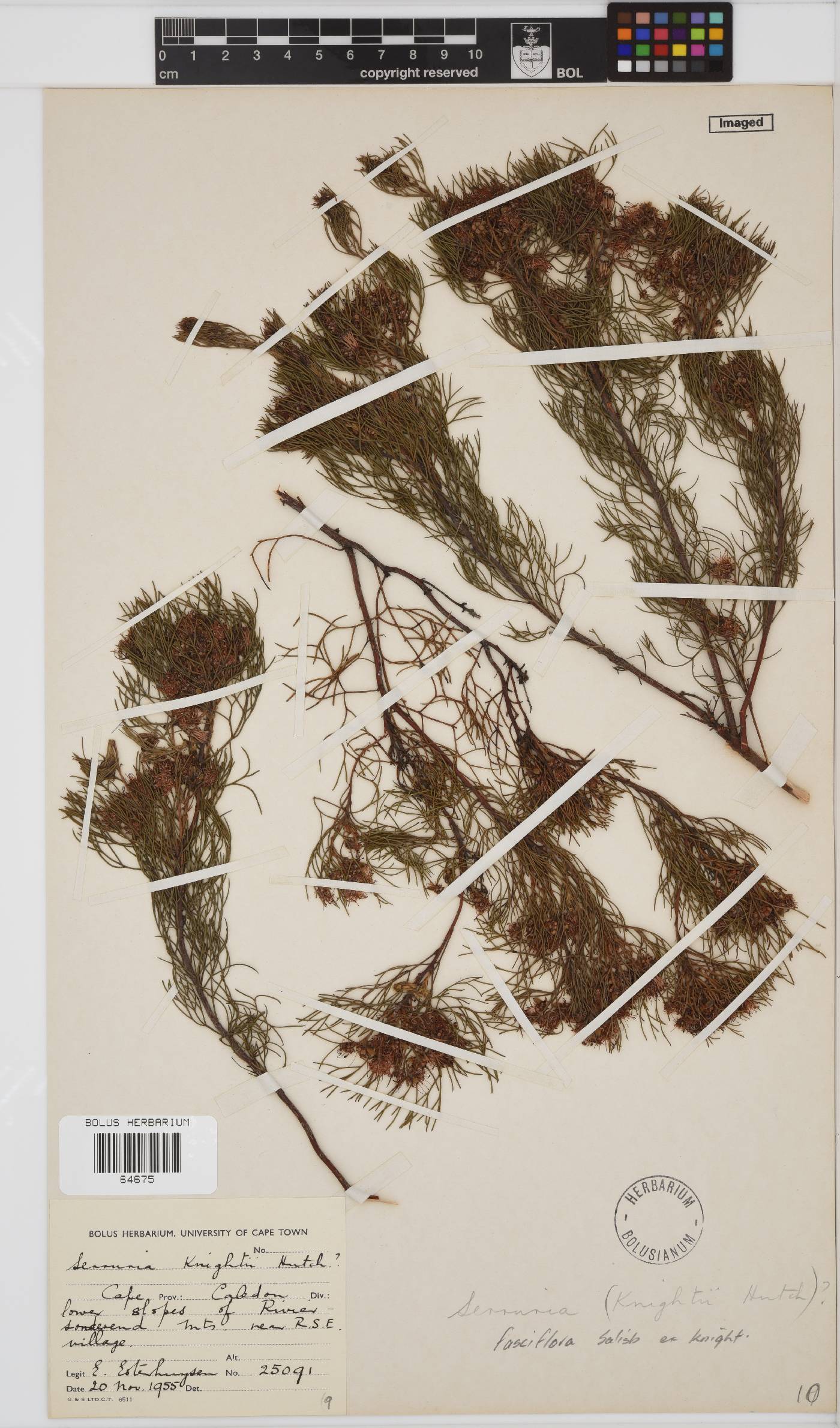 Serruria fasciflora image