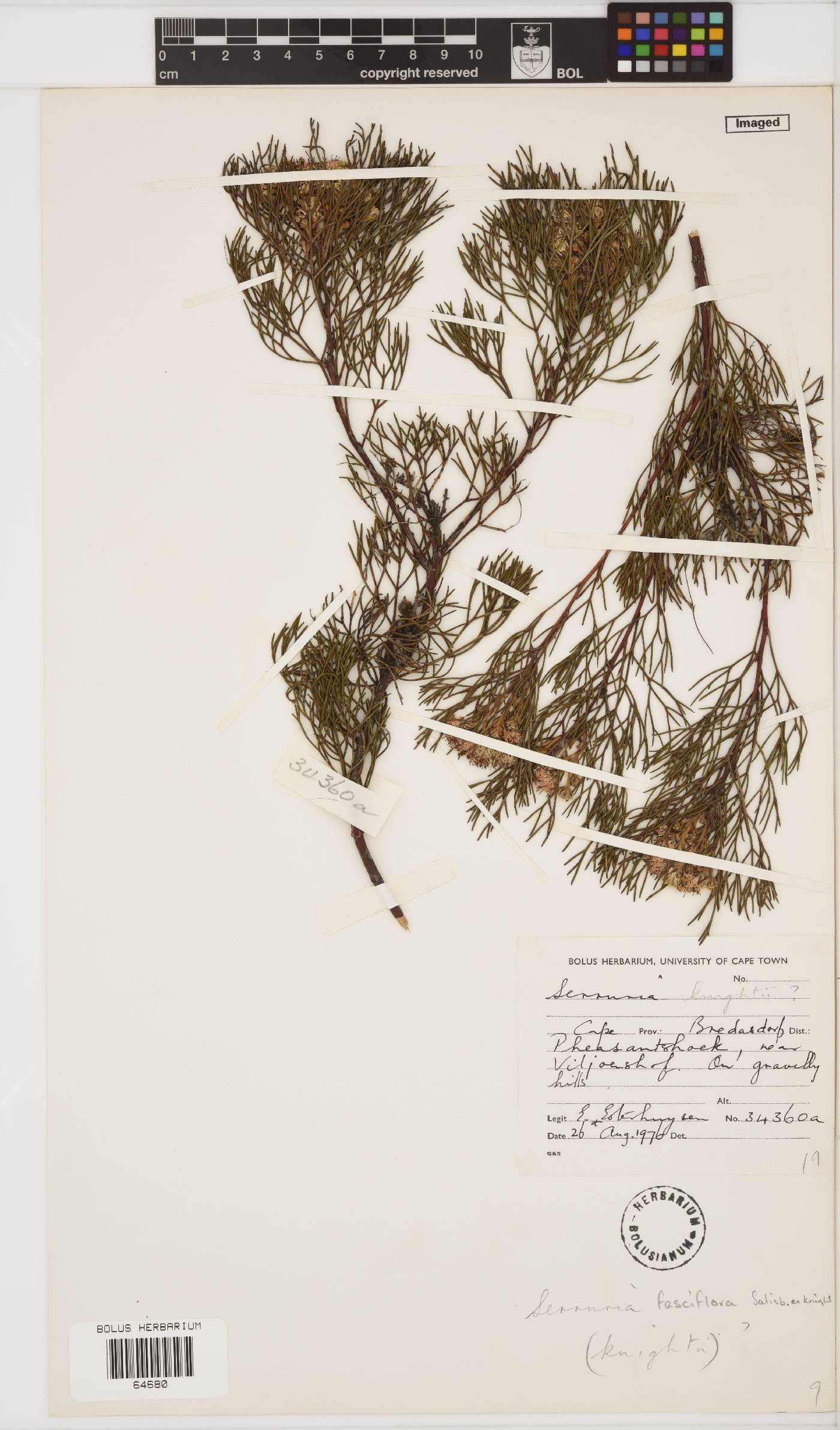 Serruria fasciflora image