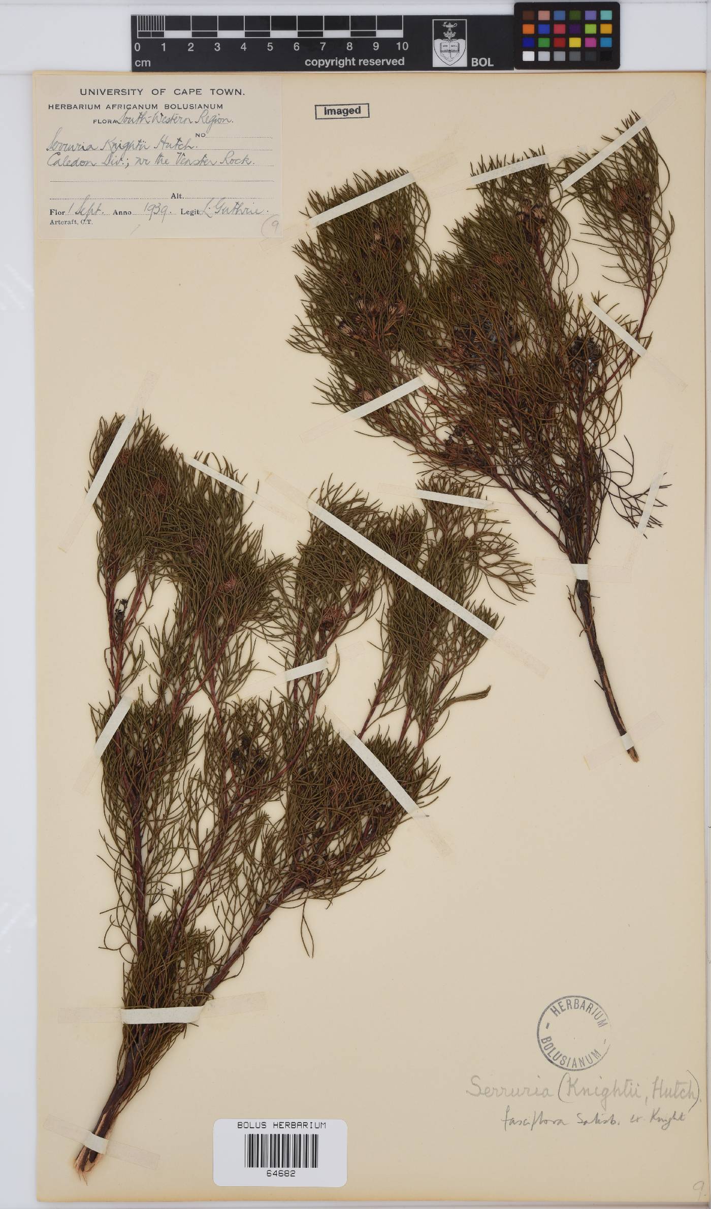 Serruria fasciflora image