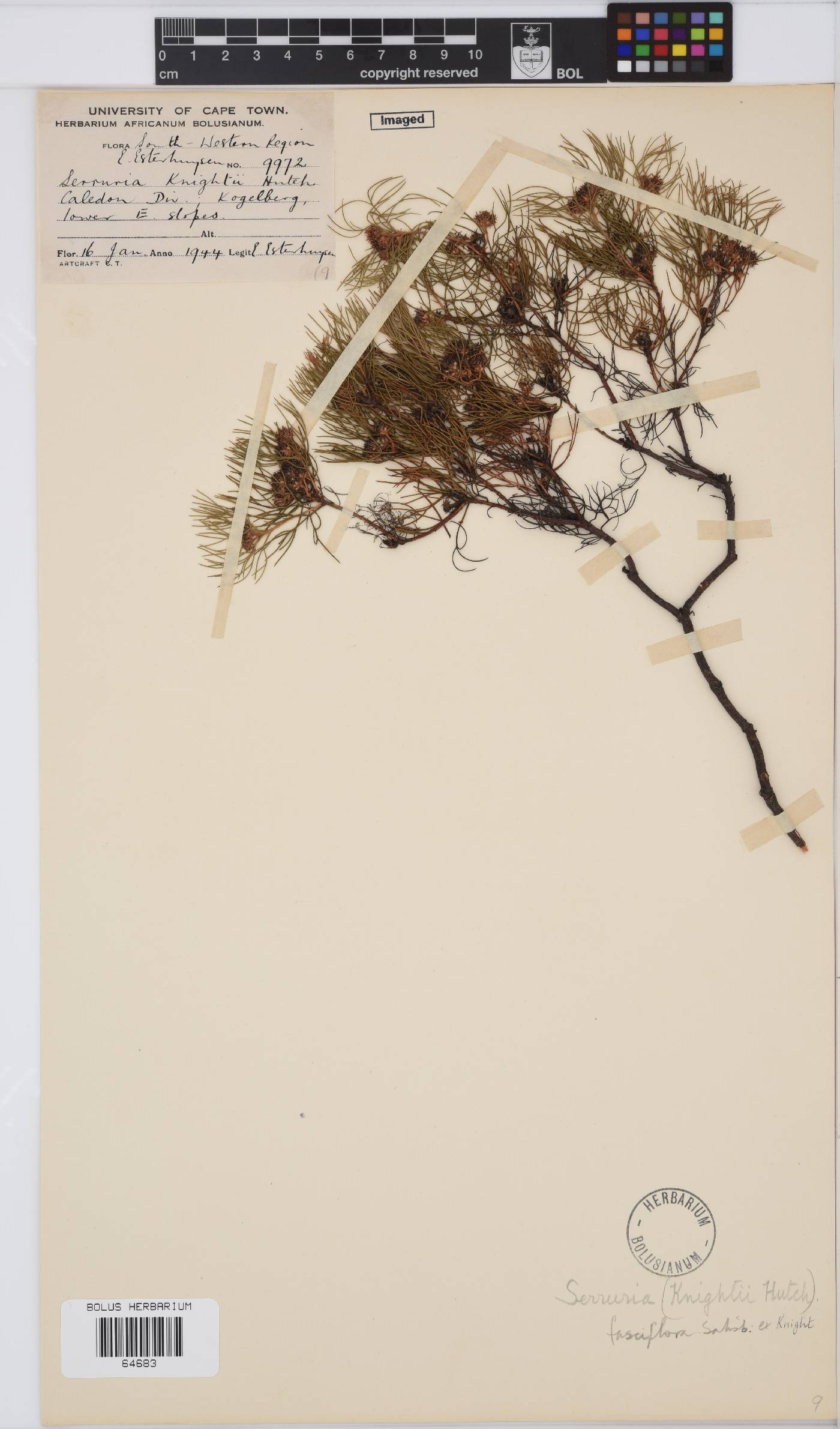 Serruria fasciflora image