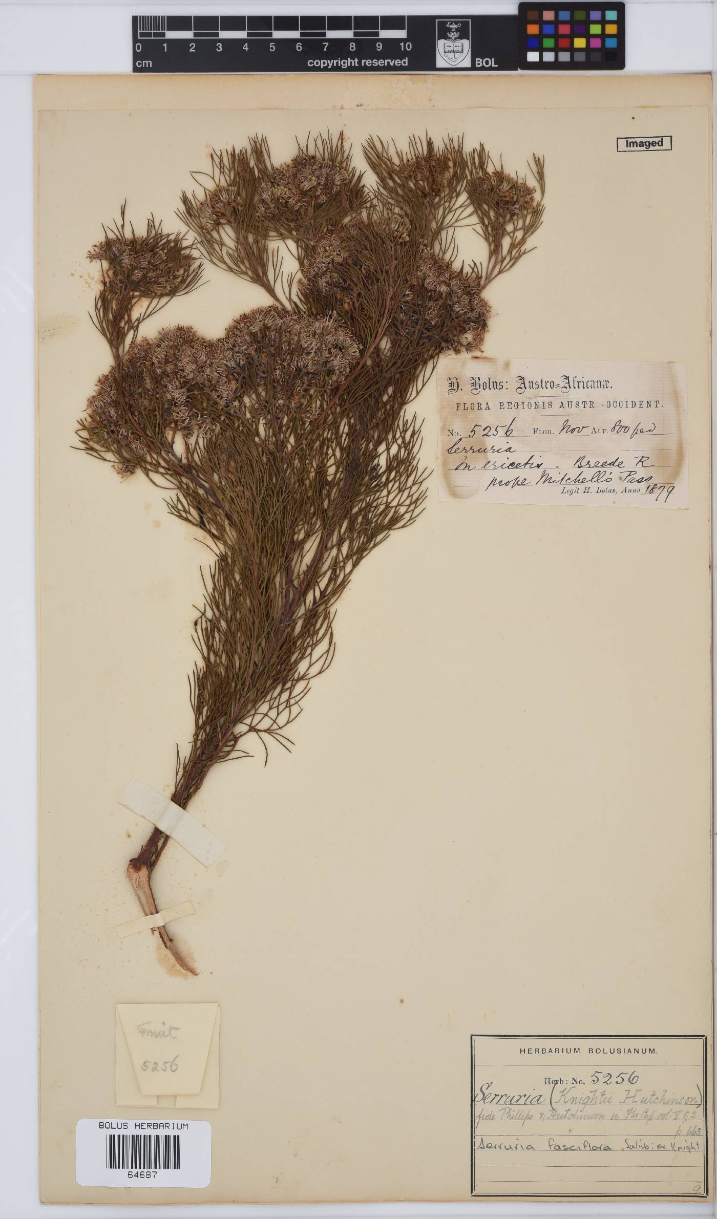 Serruria fasciflora image
