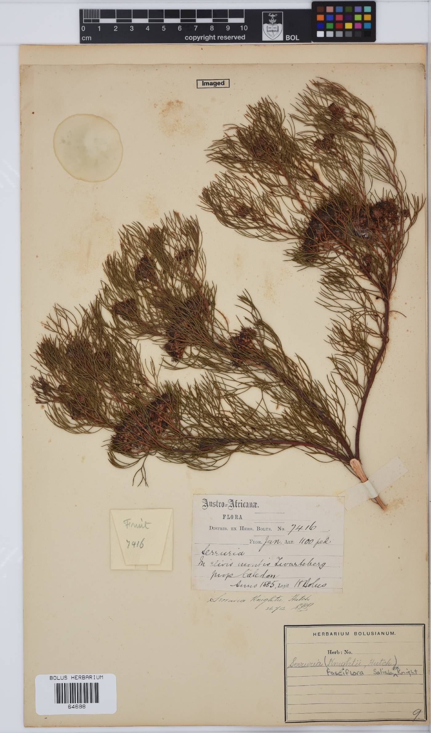 Serruria fasciflora image