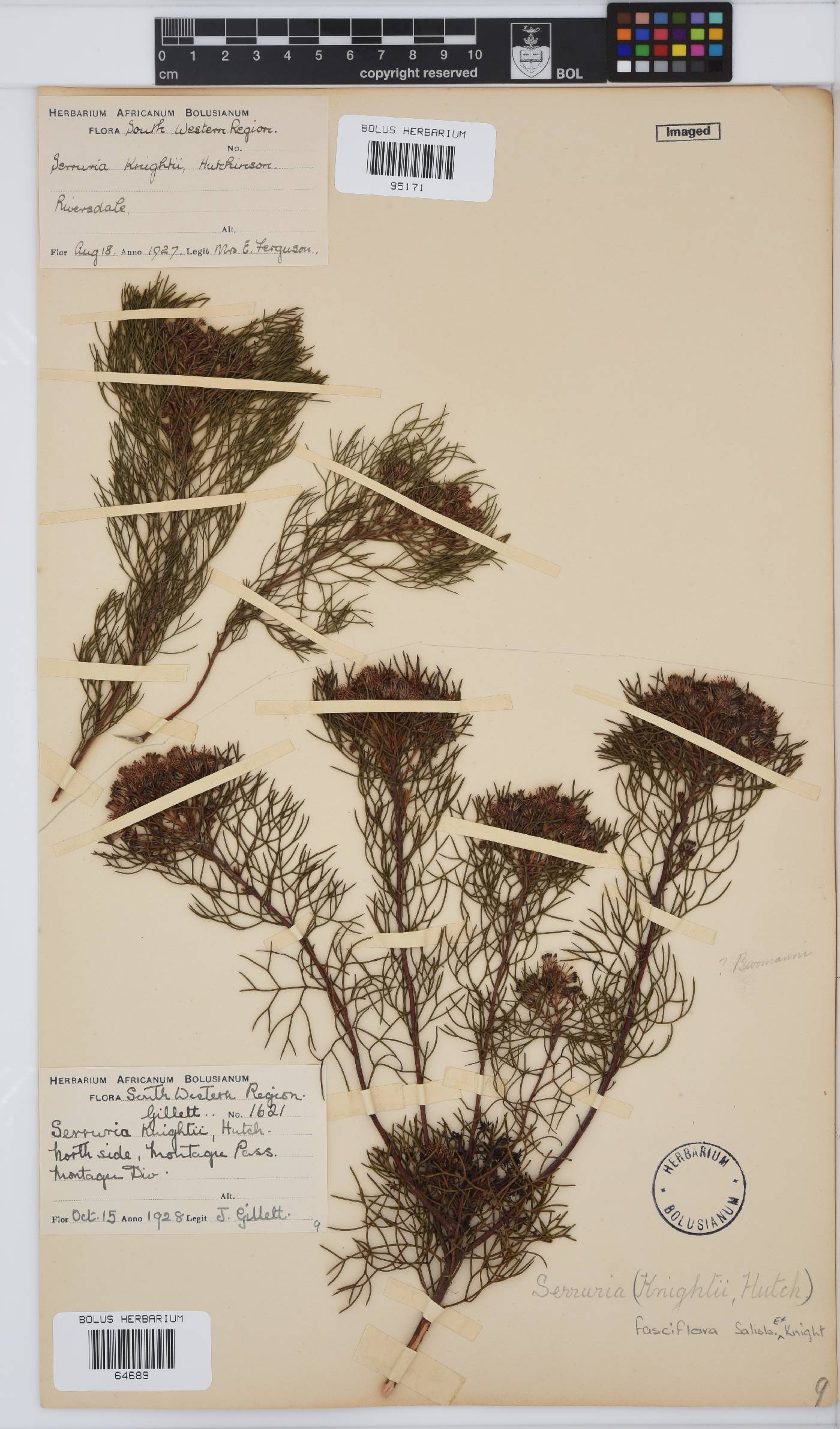 Serruria fasciflora image