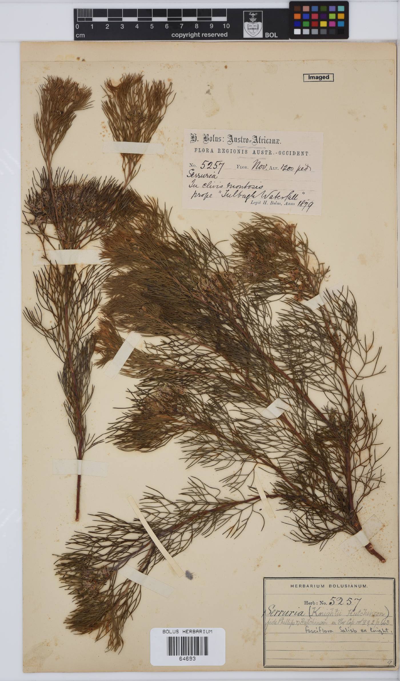 Serruria fasciflora image