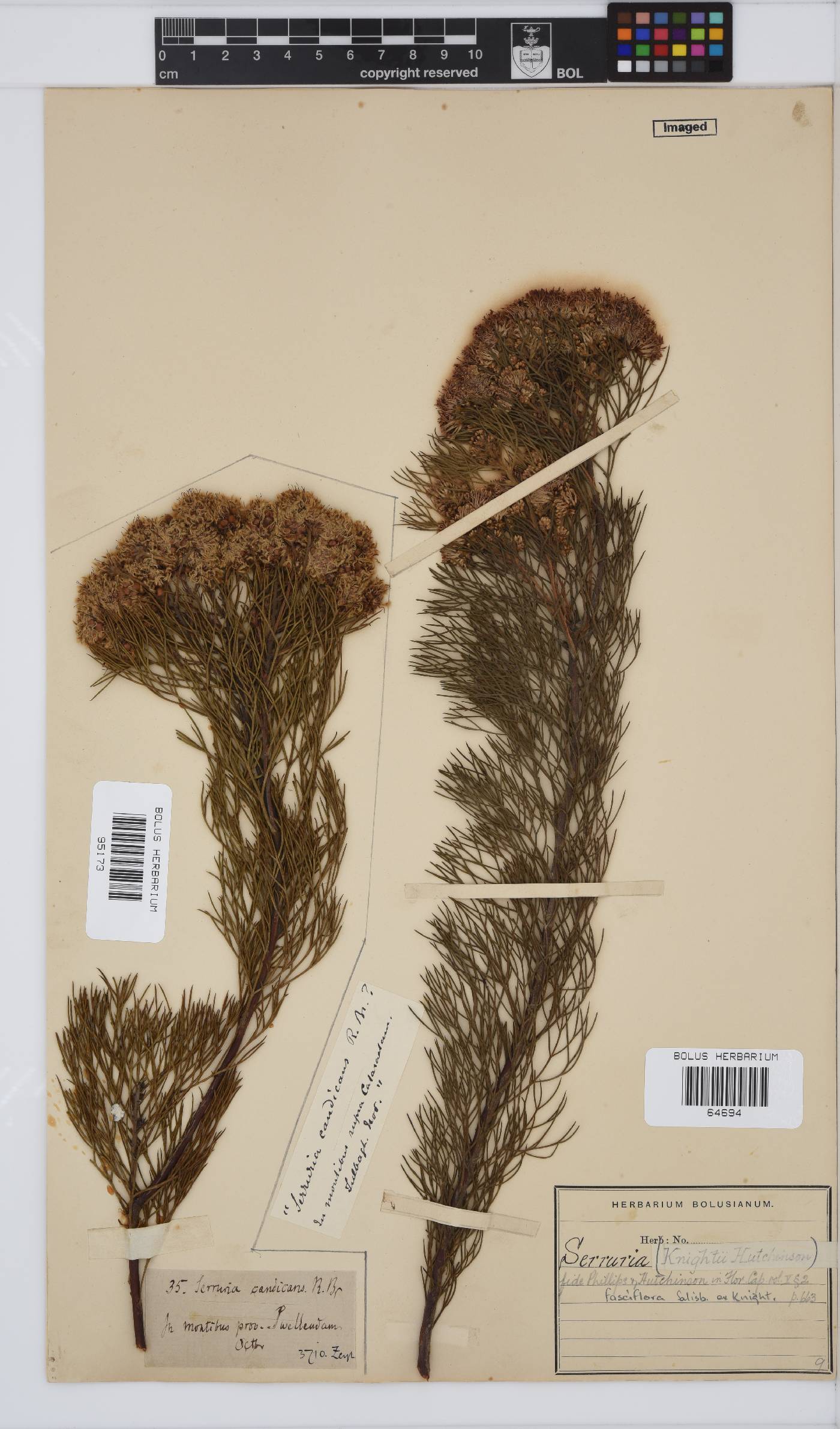 Serruria fasciflora image