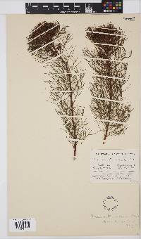 Serruria fasciflora image