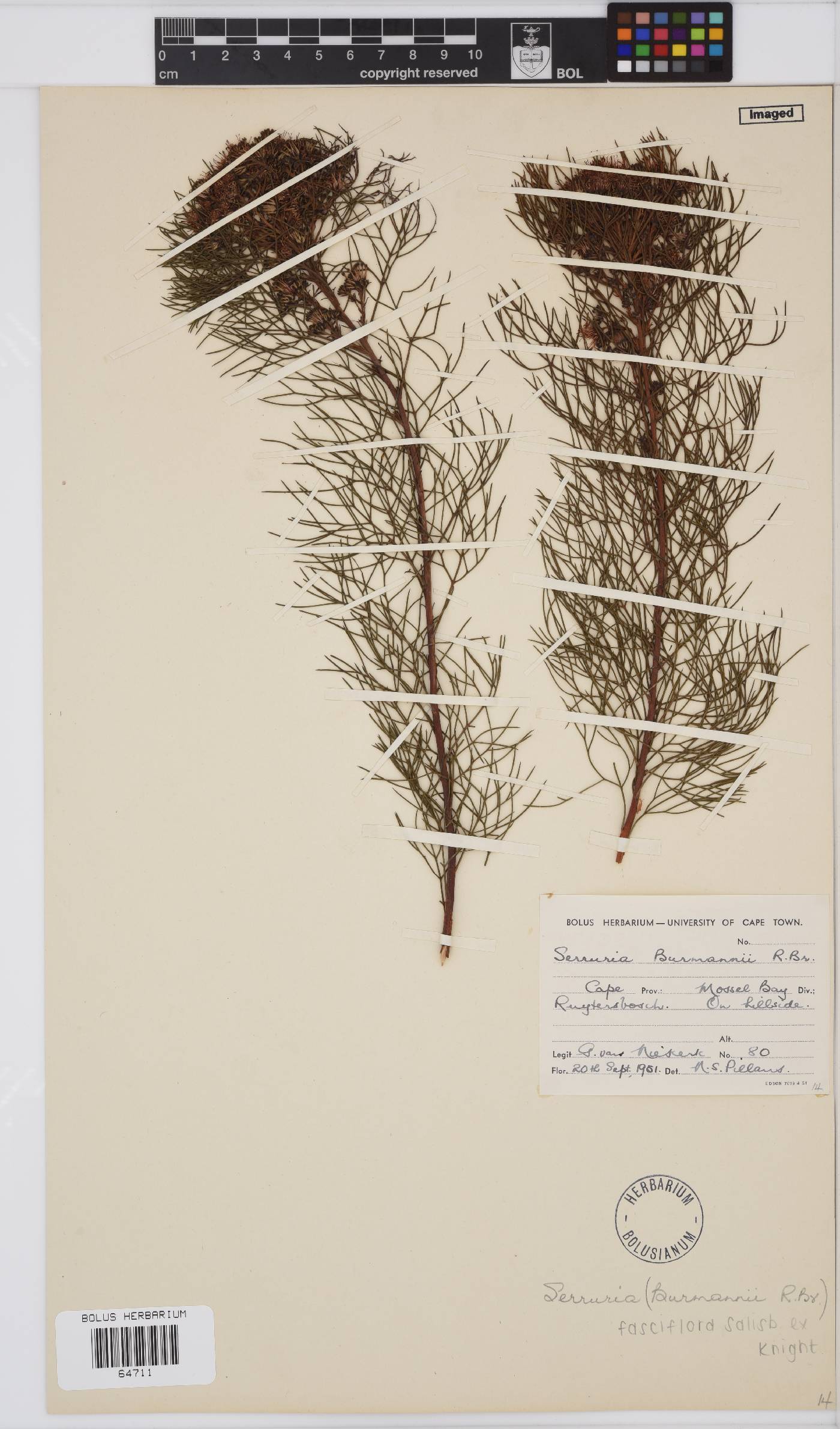 Serruria fasciflora image