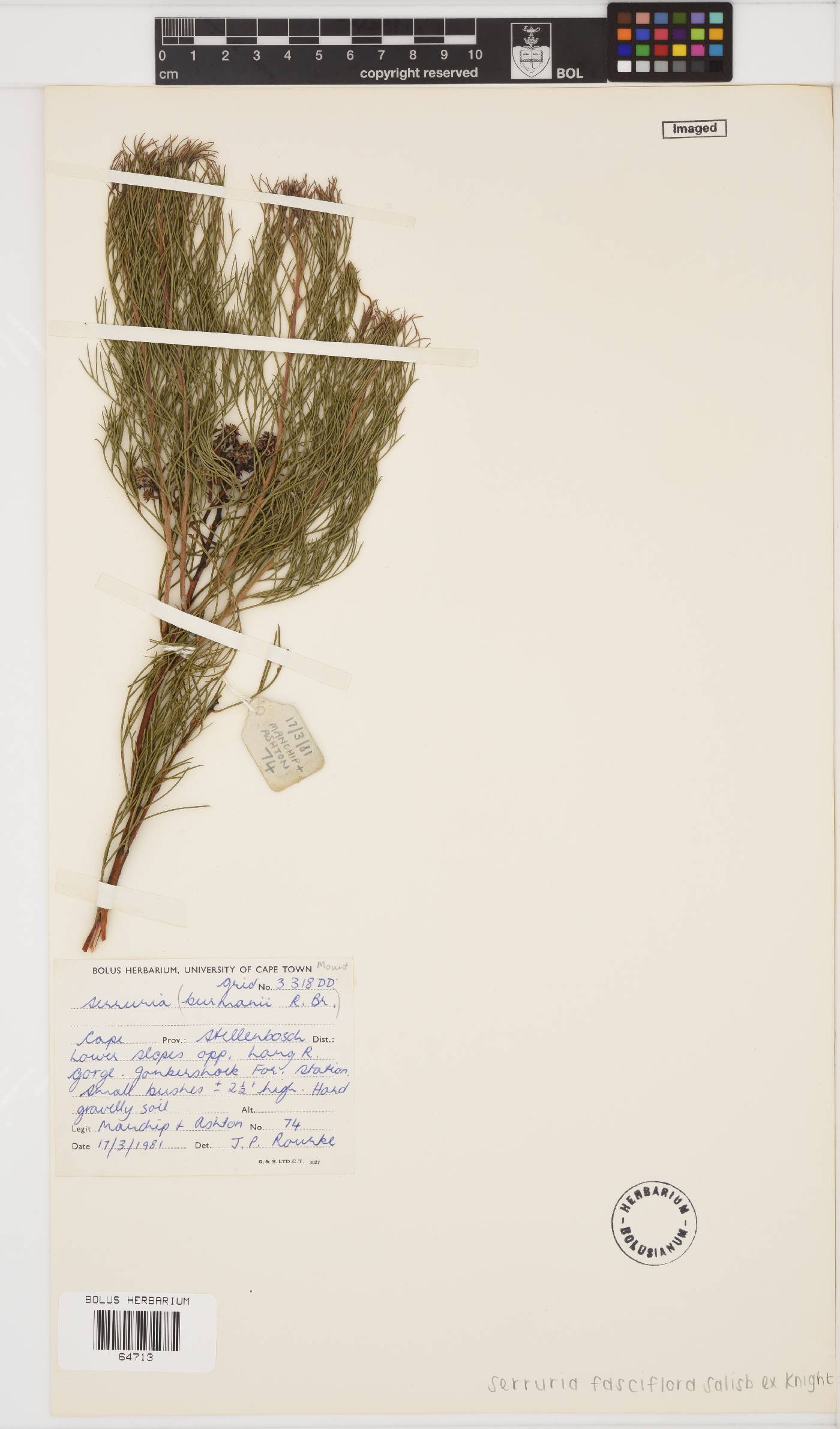 Serruria fasciflora image