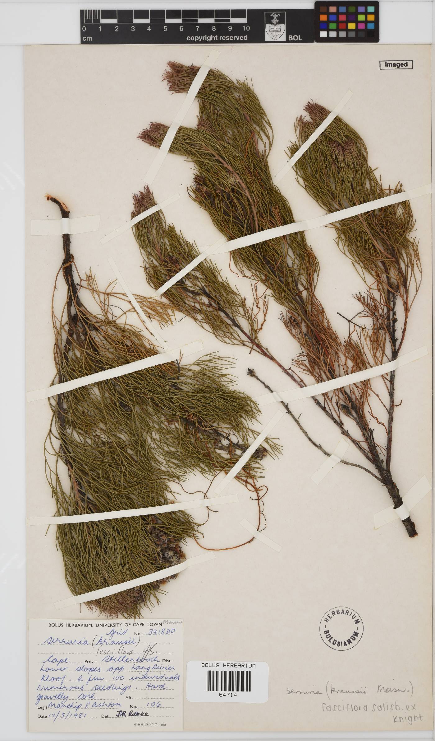 Serruria fasciflora image