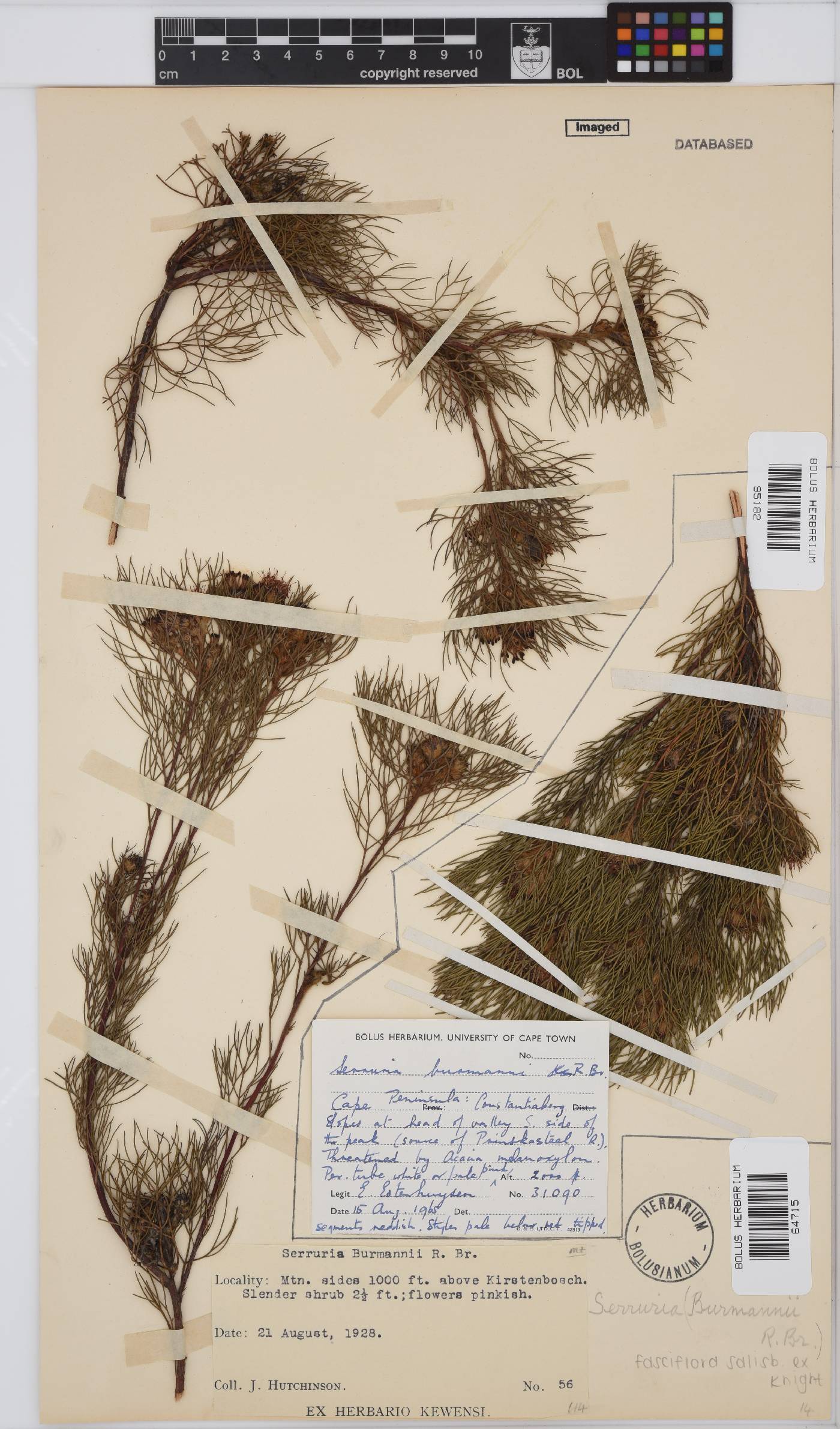 Serruria fasciflora image