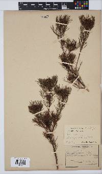 Serruria fasciflora image