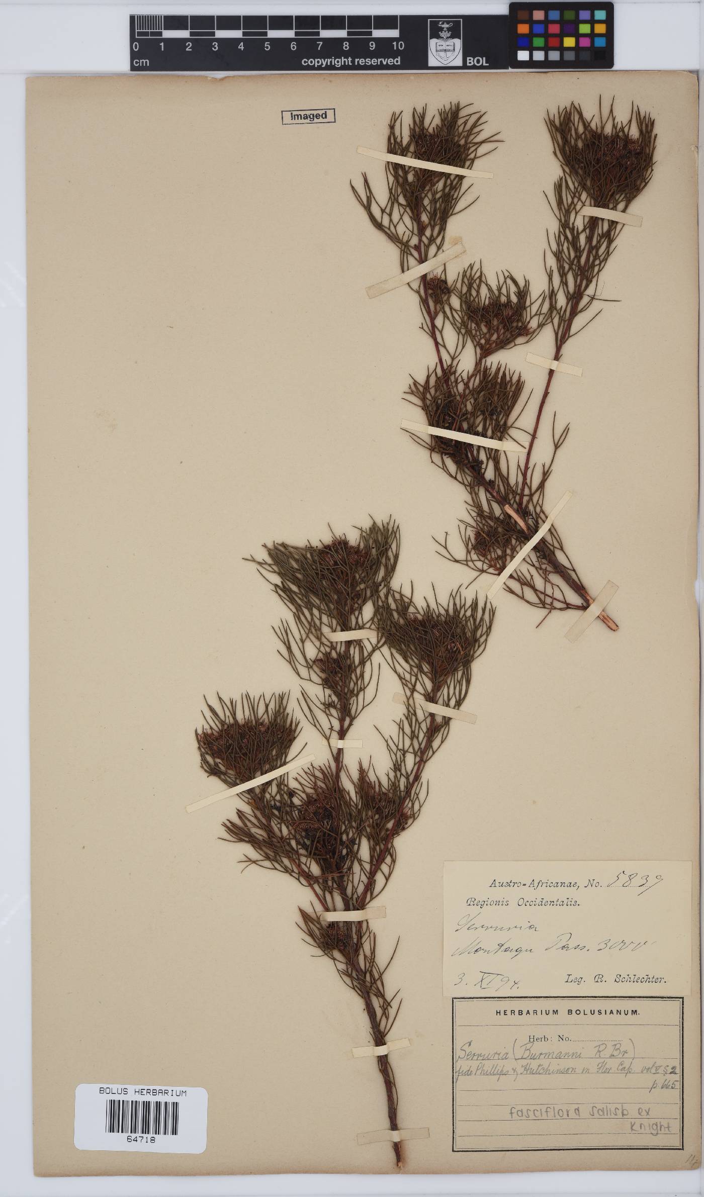 Serruria fasciflora image