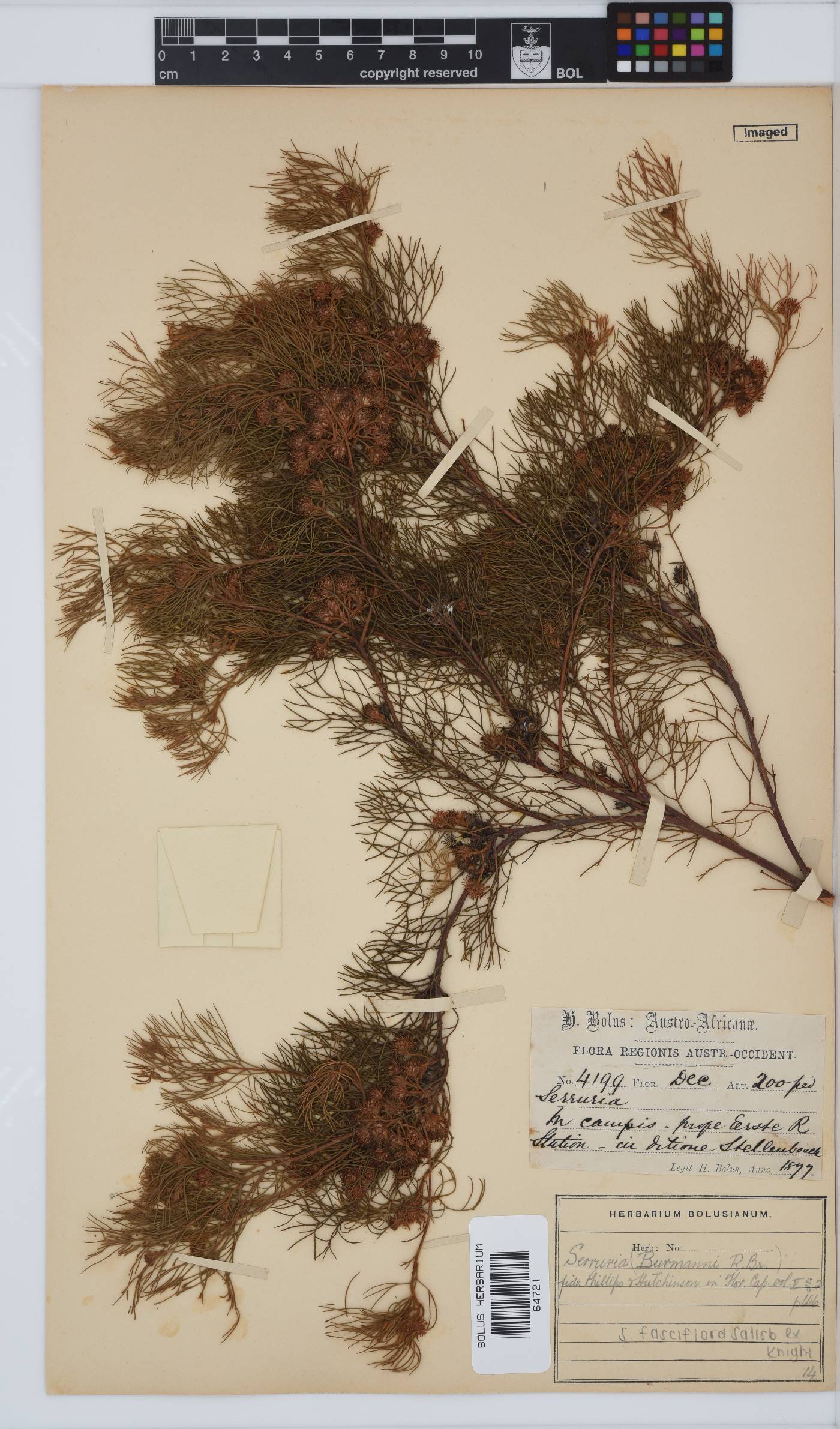 Serruria fasciflora image