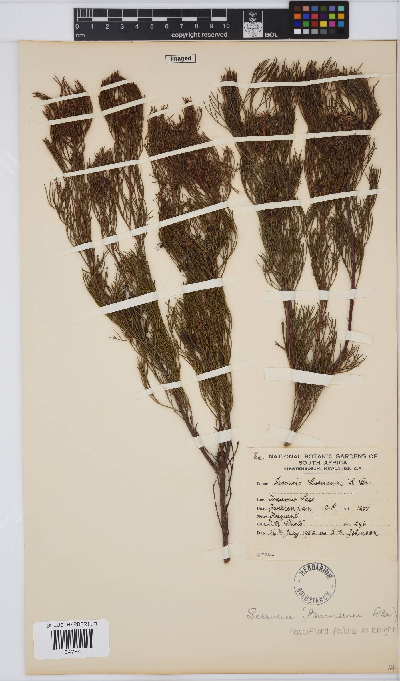 Serruria fasciflora image