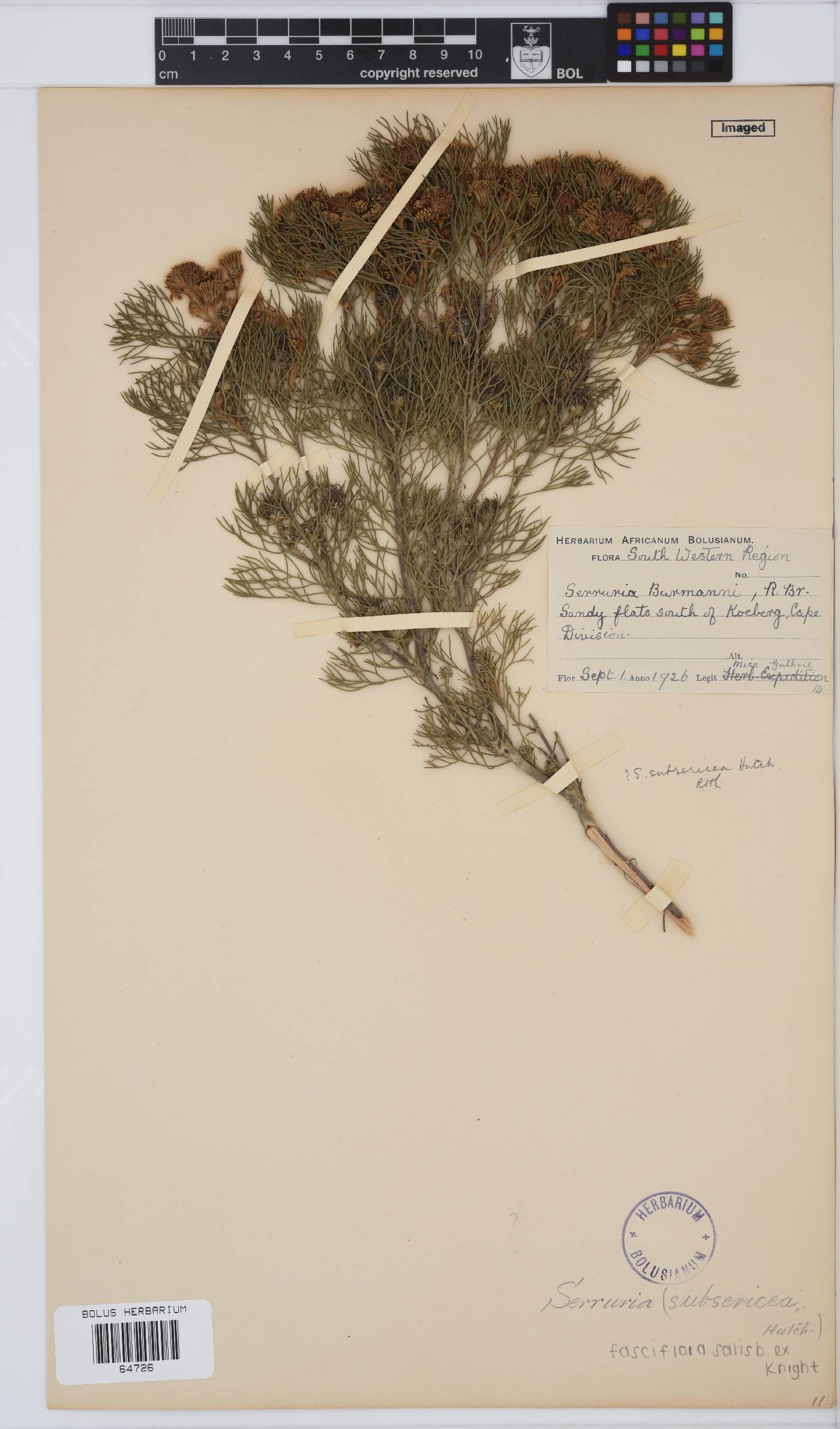 Serruria fasciflora image